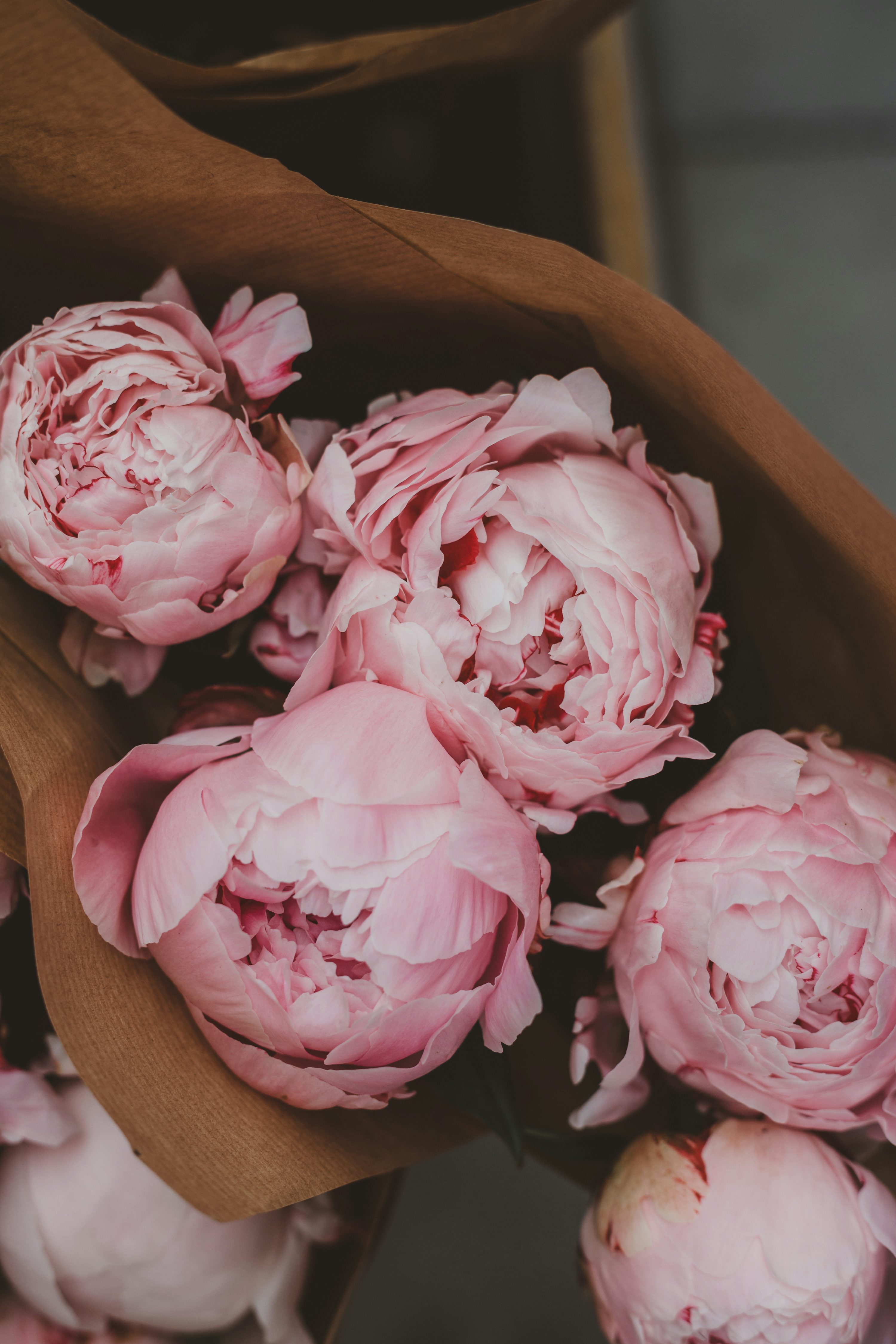 Pink petaled flower photo