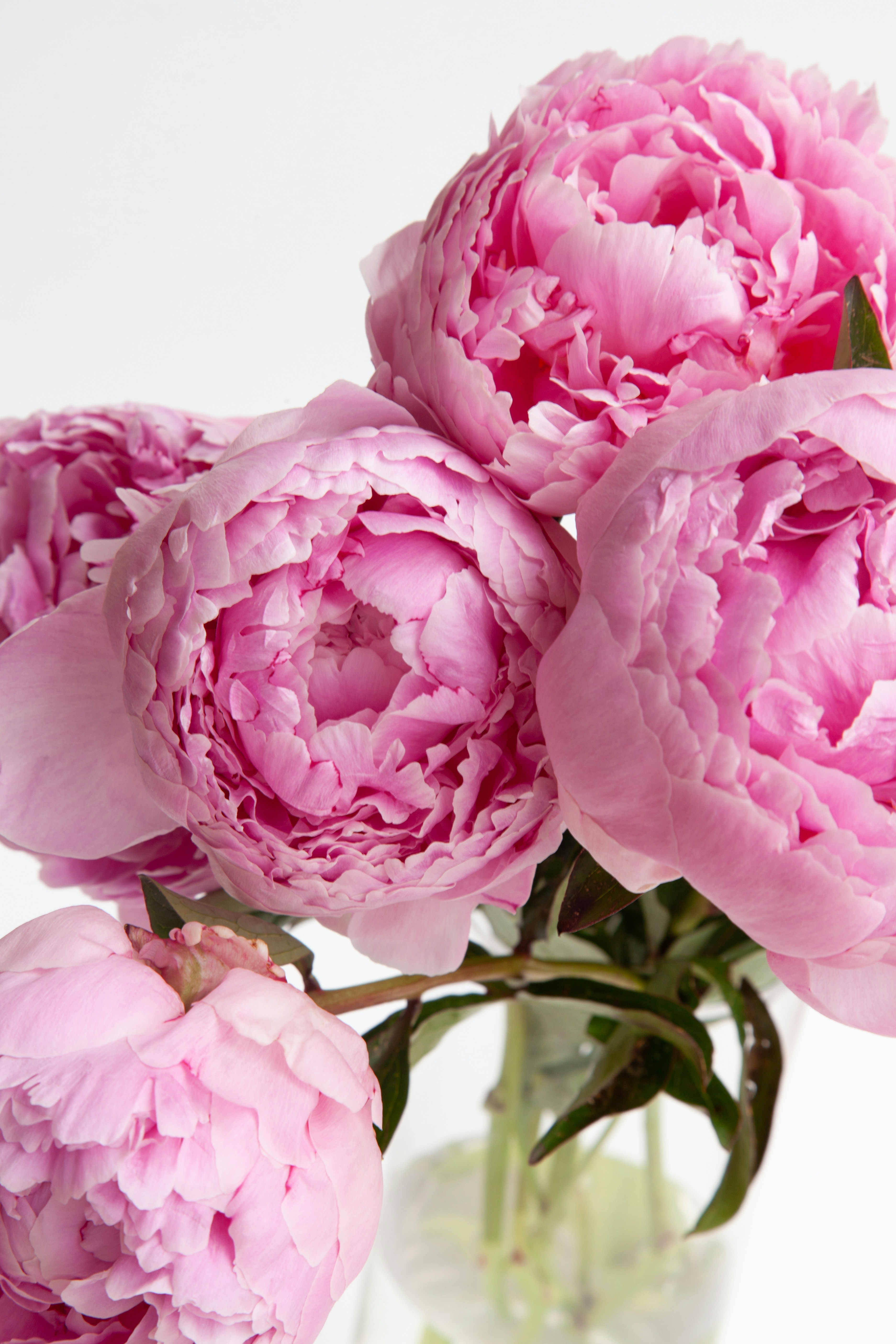 HOW TO GROW PEONIES COMPLETE GUIDE