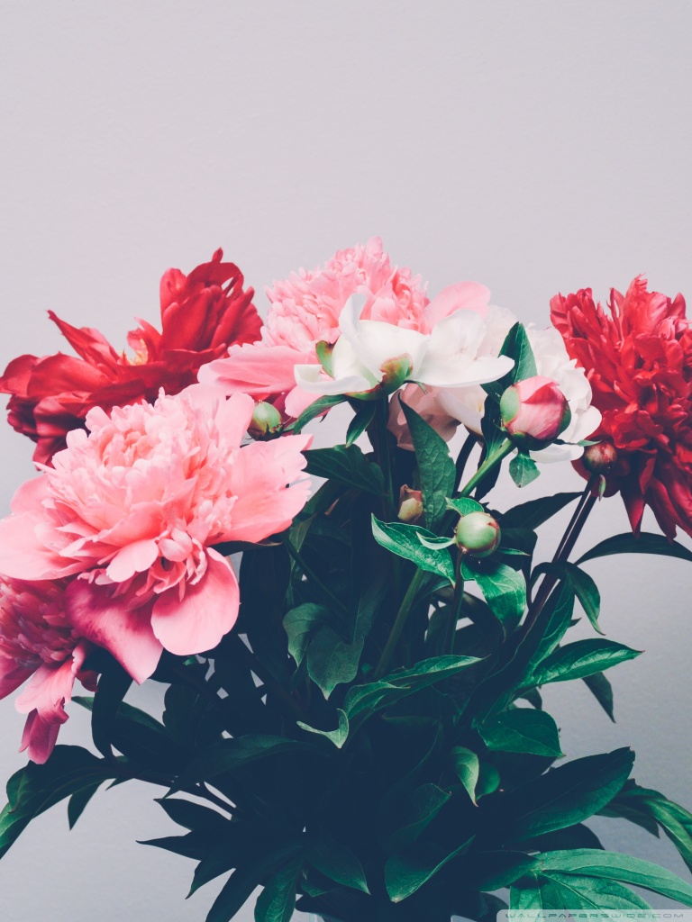 Peonies Bouquet Ultra HD Desktop