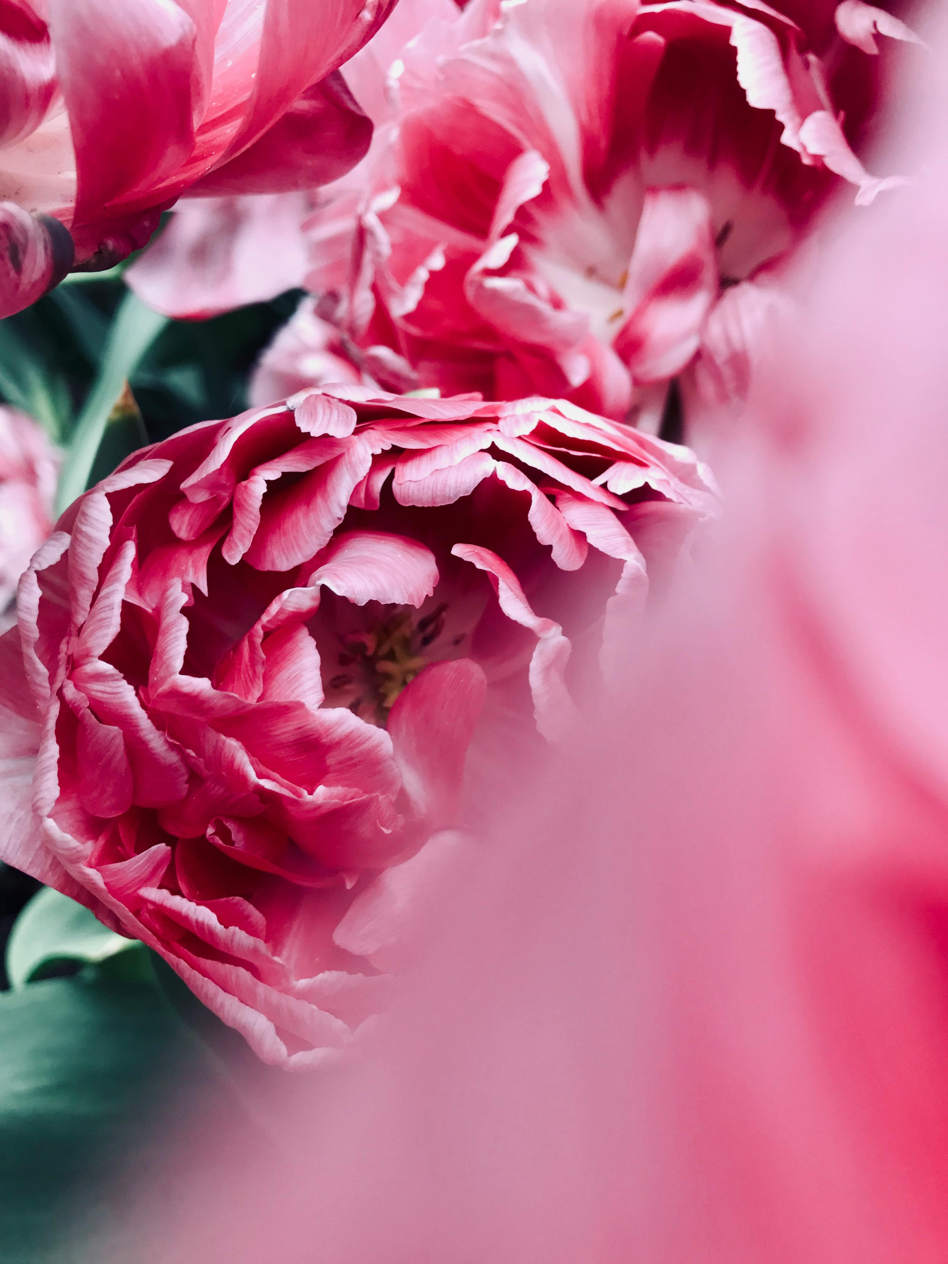 Peonies Photo, Download The BEST Free