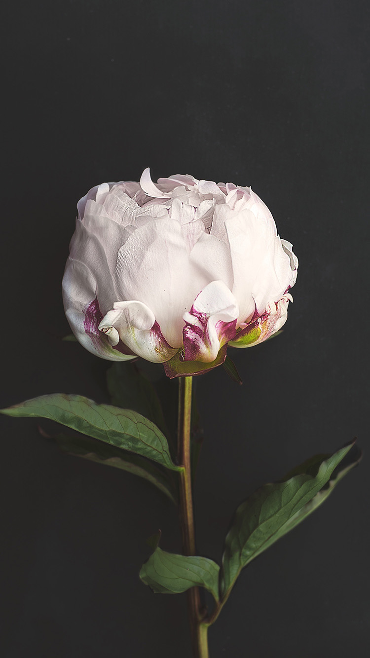 wallpaper. flower white dark nature