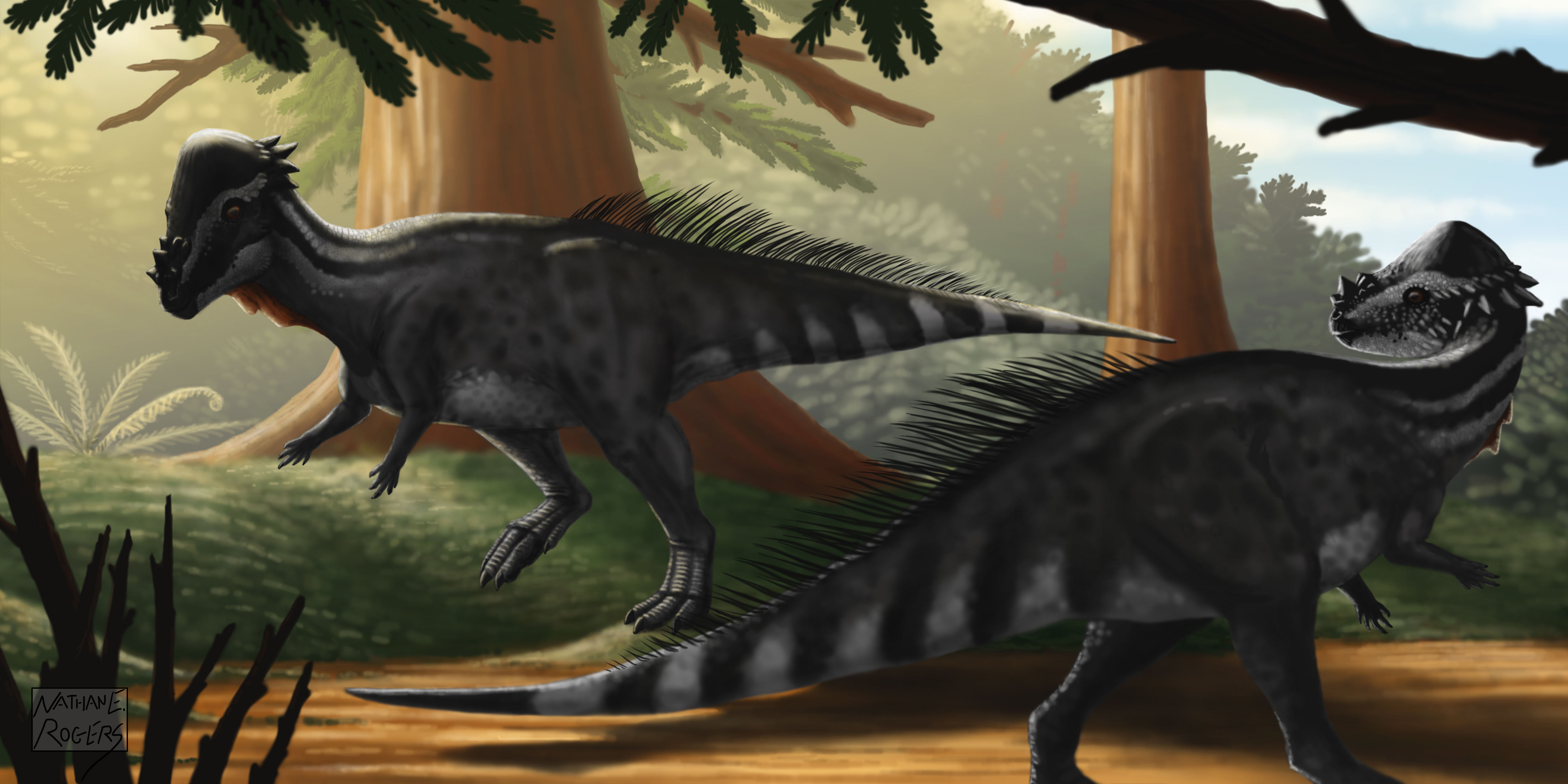 Wallpaper Dinosaurs Pachycephalosaurus