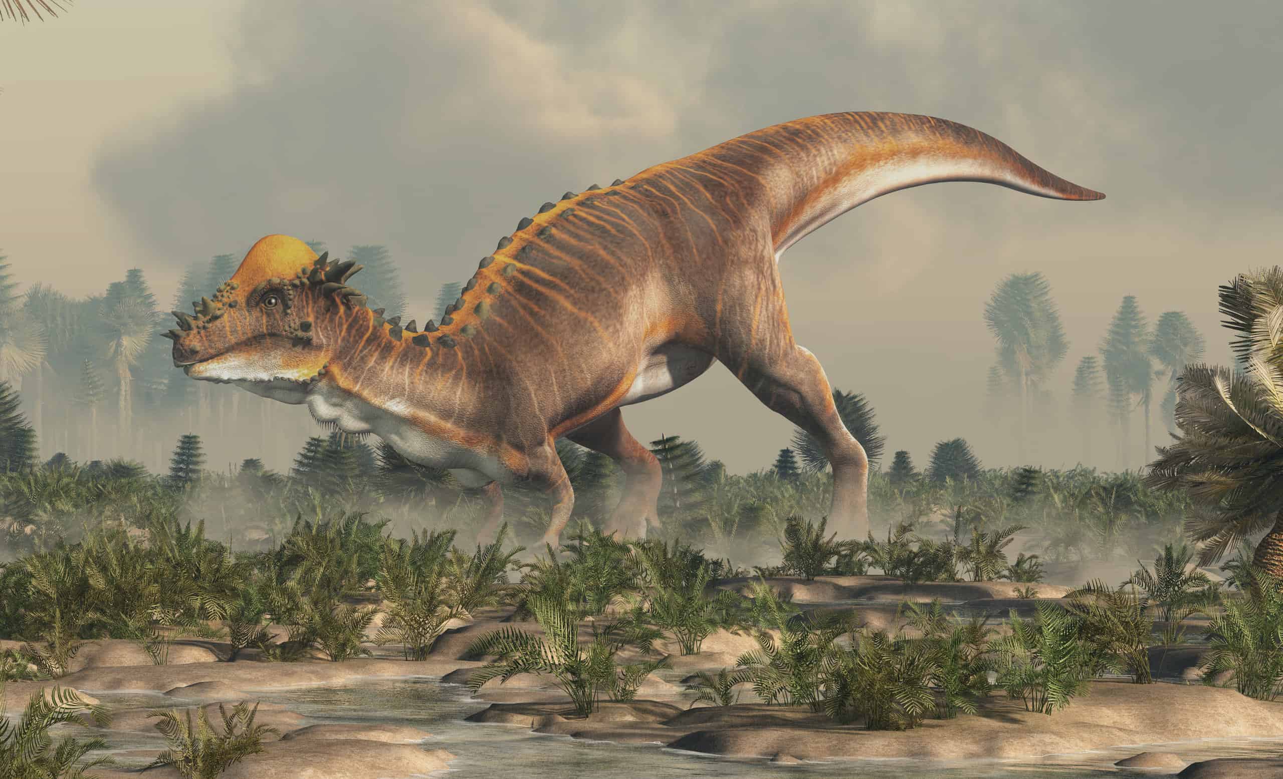 Pachycephalosaurus Z Animals