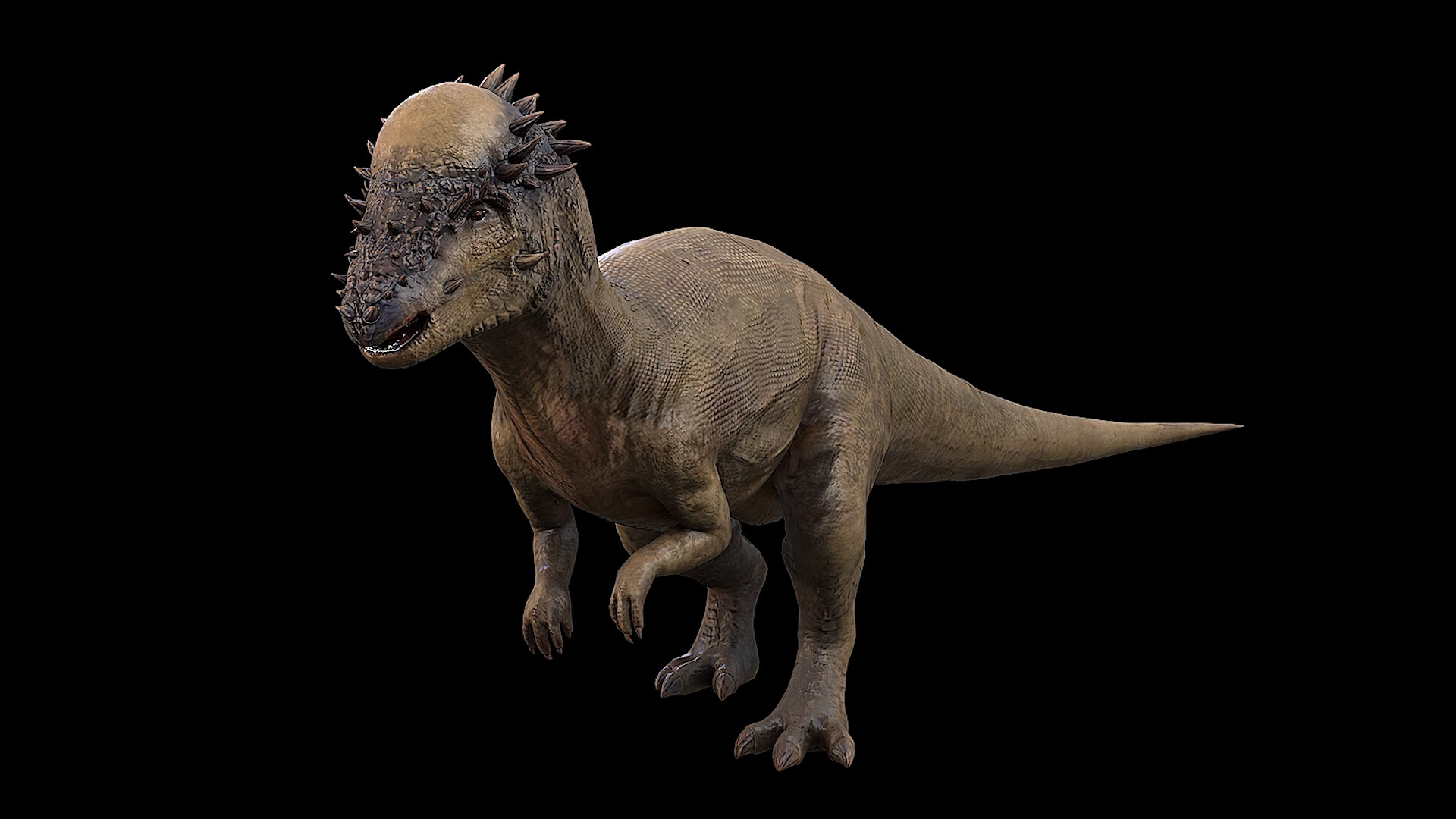Pachycephalosaurus. Thick