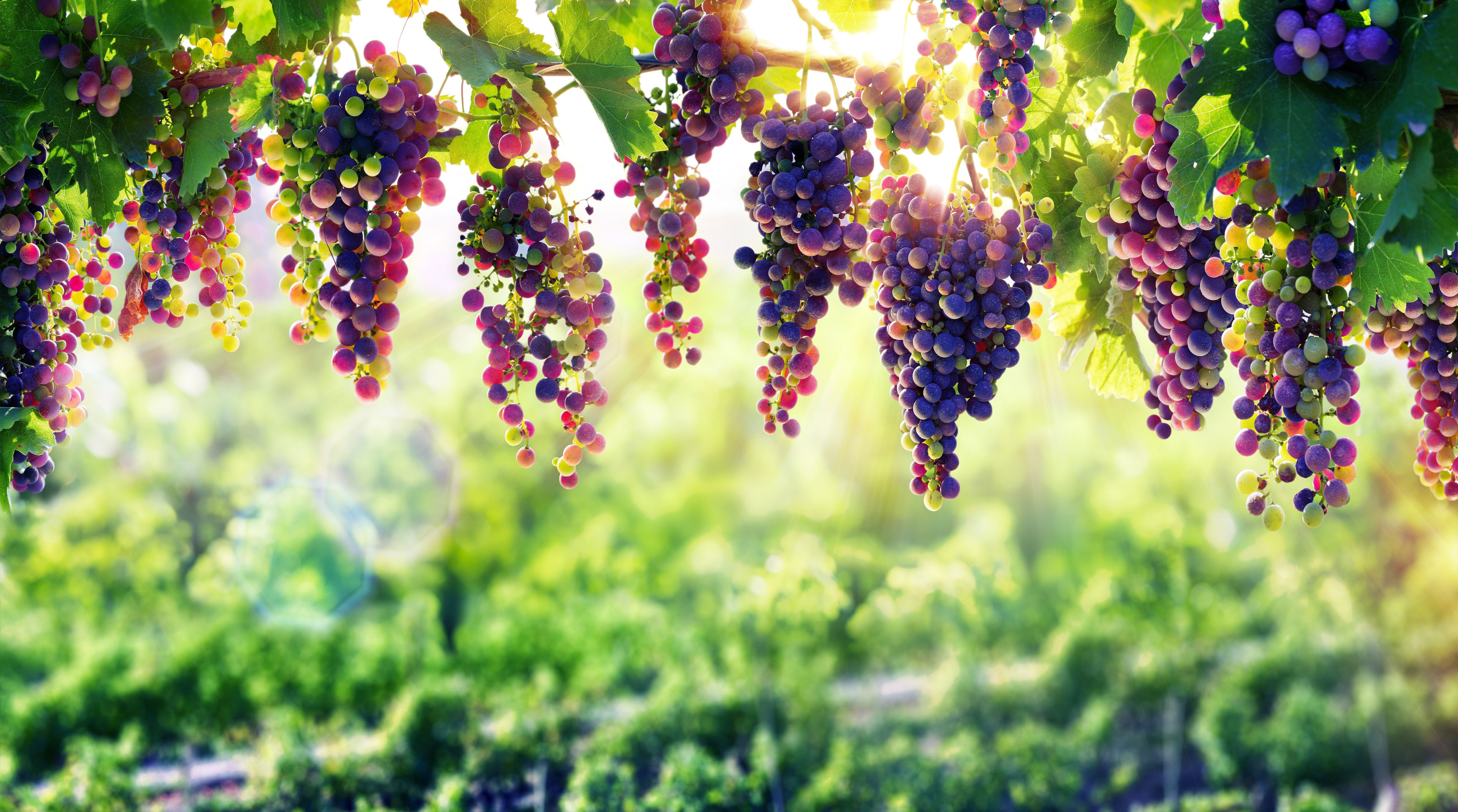 Grape 8k Wallpaper, HD Flowers