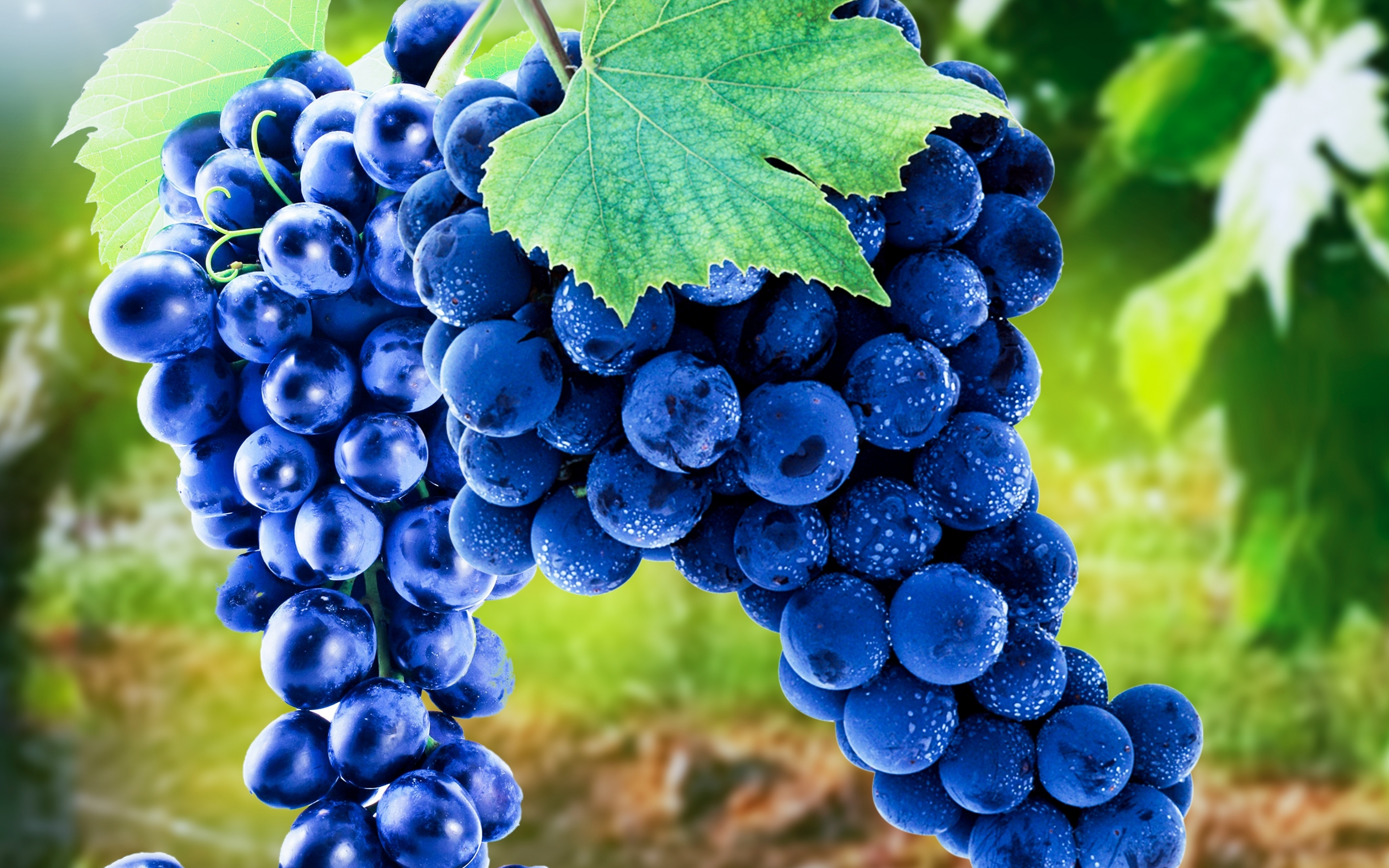 Download wallpaper 3840x2400 grapes