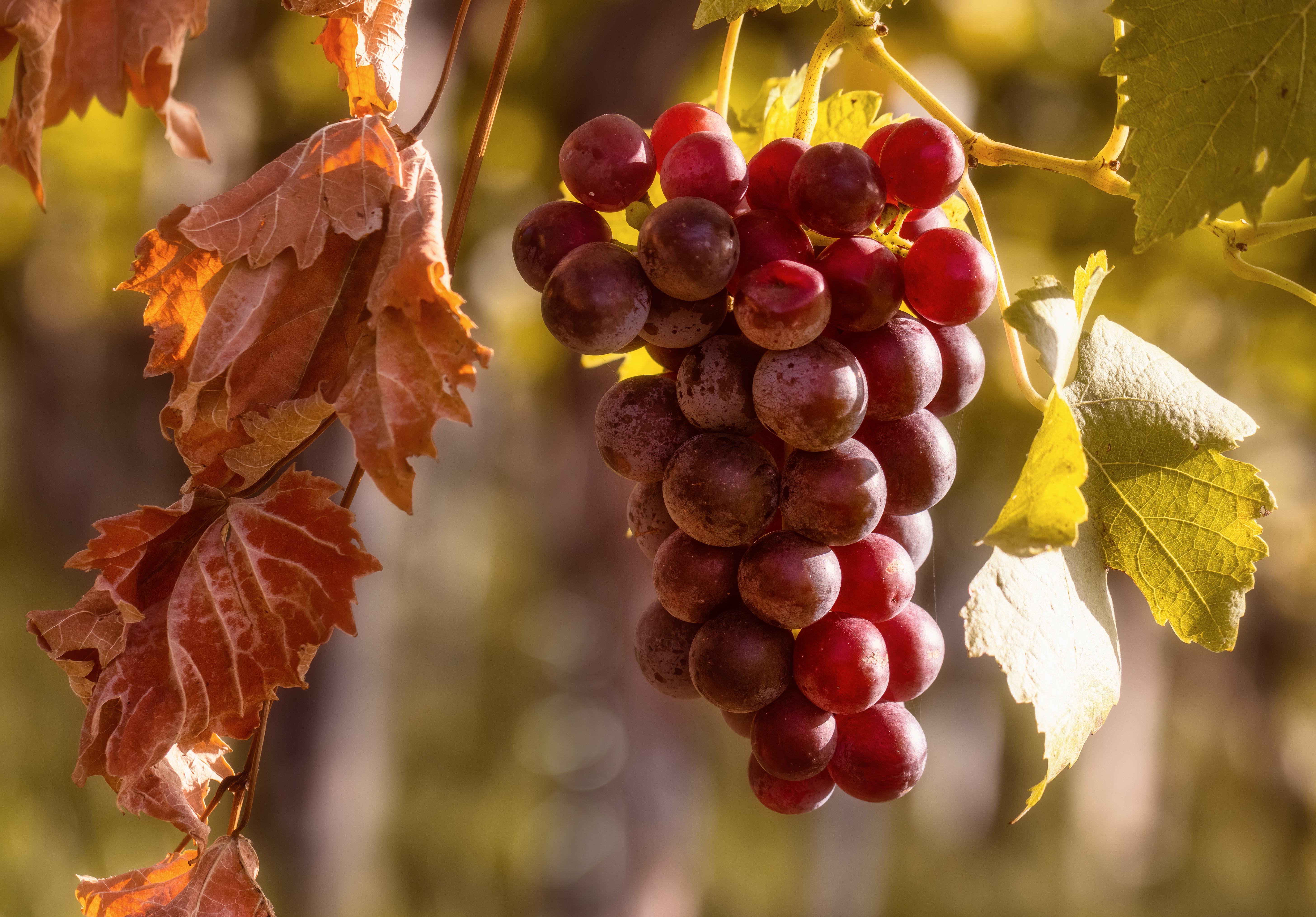 Download Food Grapes 4k Ultra HD Wallpaper