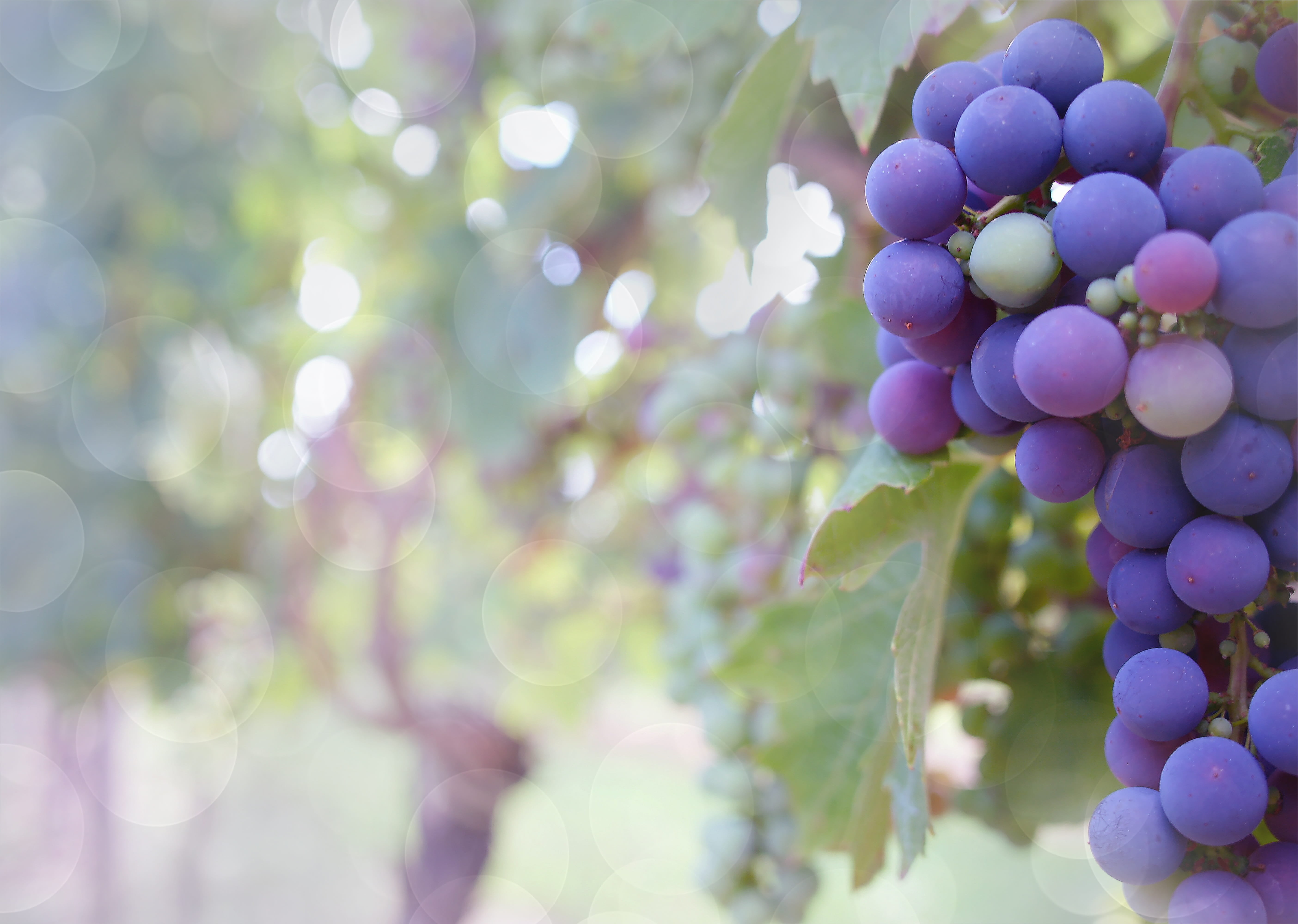 Selective focus photography of grapes