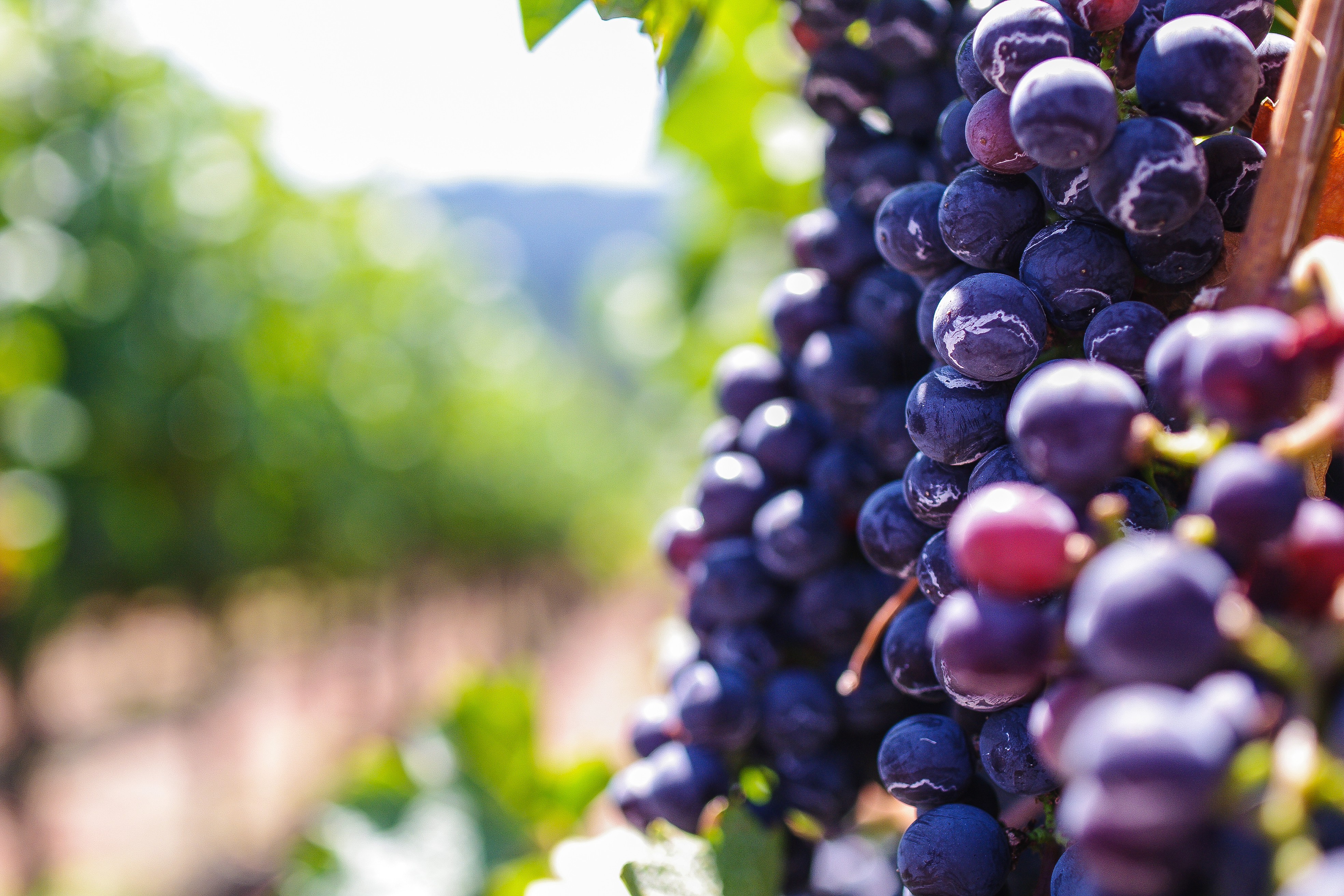 Fruit Food Grapes 4k Ultra HD Wallpaper