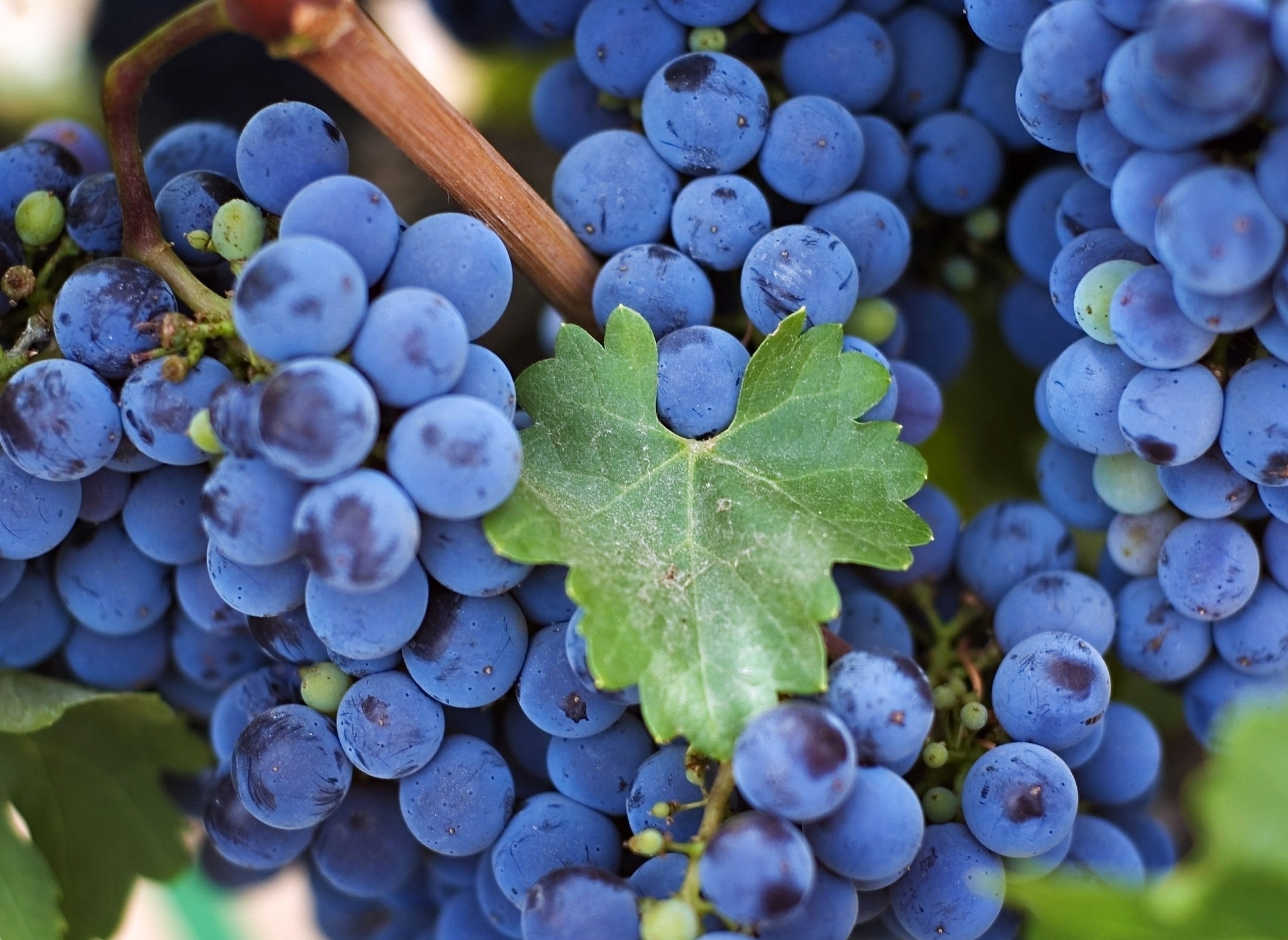 Download Grapes wallpaper for mobile