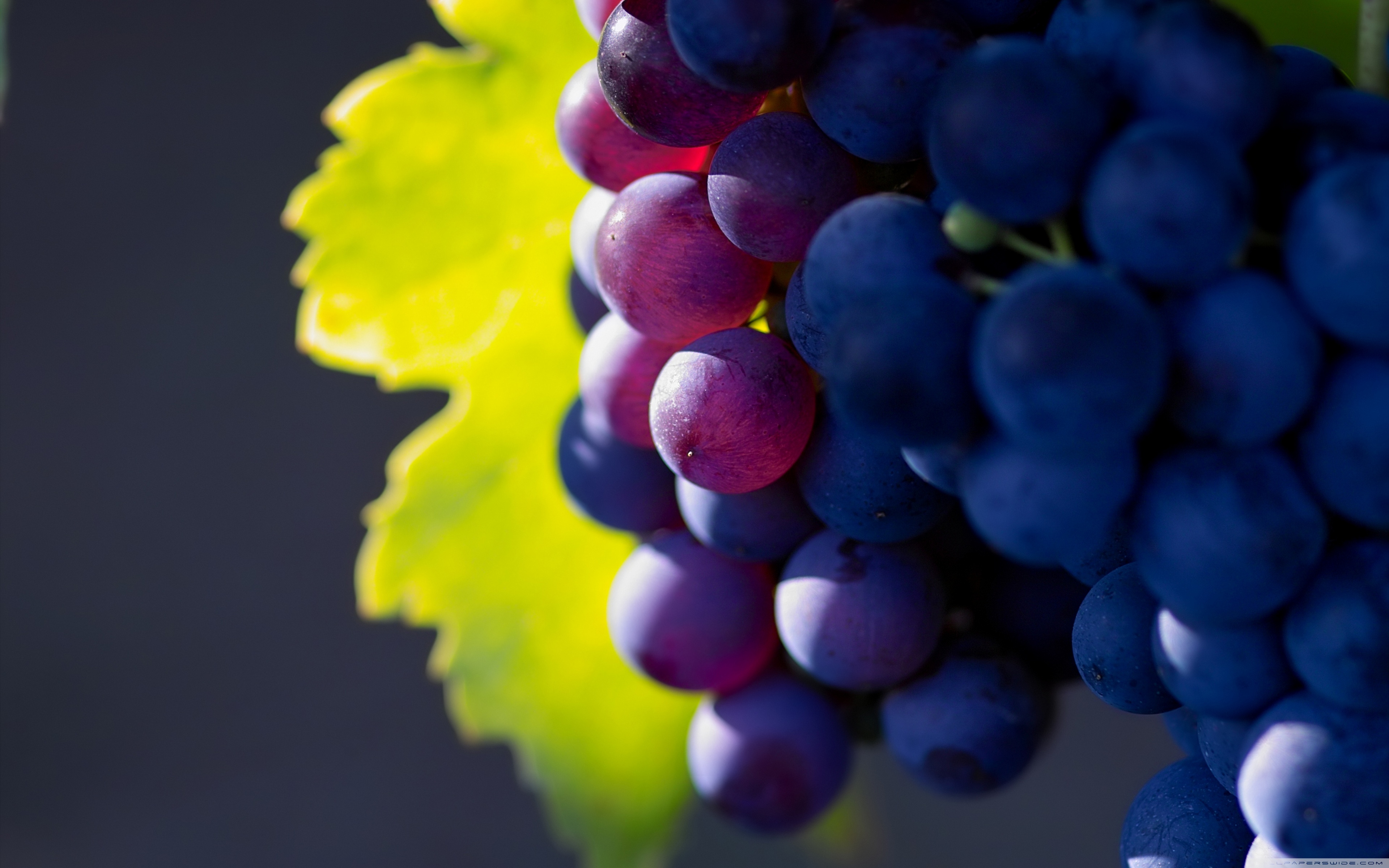 Grapes Ultra HD Desktop Background