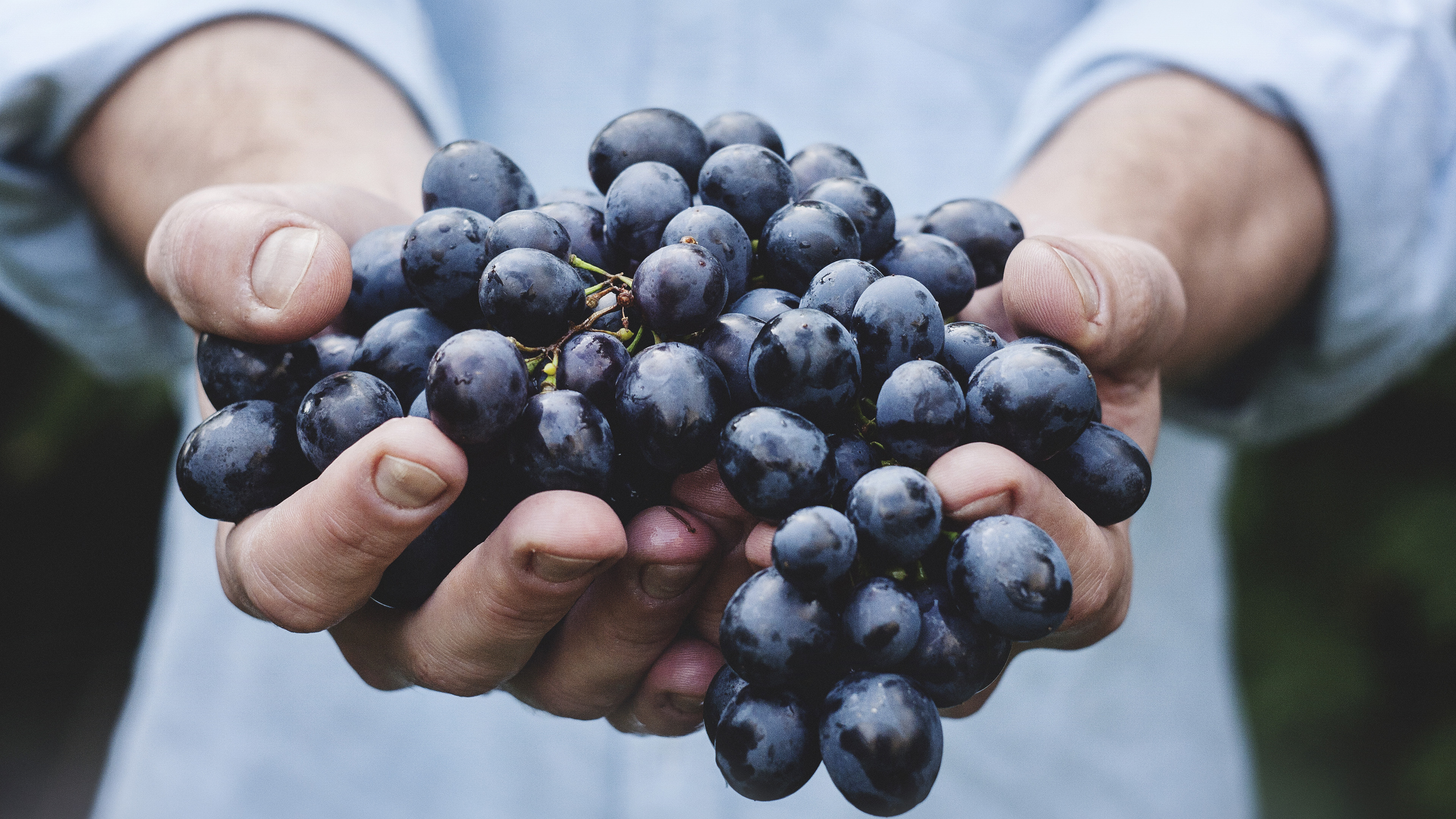 Farmer Food Grapes Fruit Nature