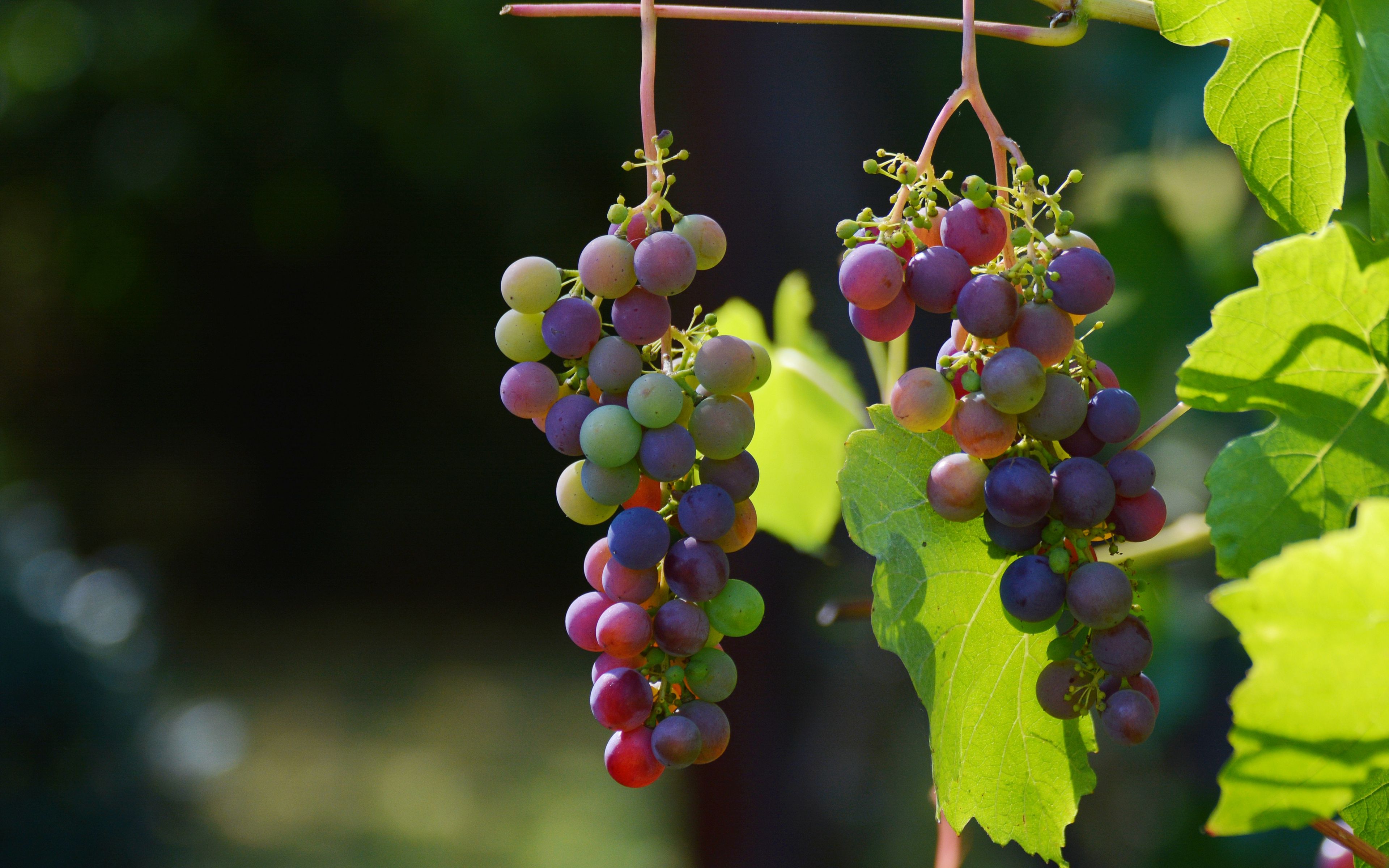 Download wallpaper 3840x2400 grapes