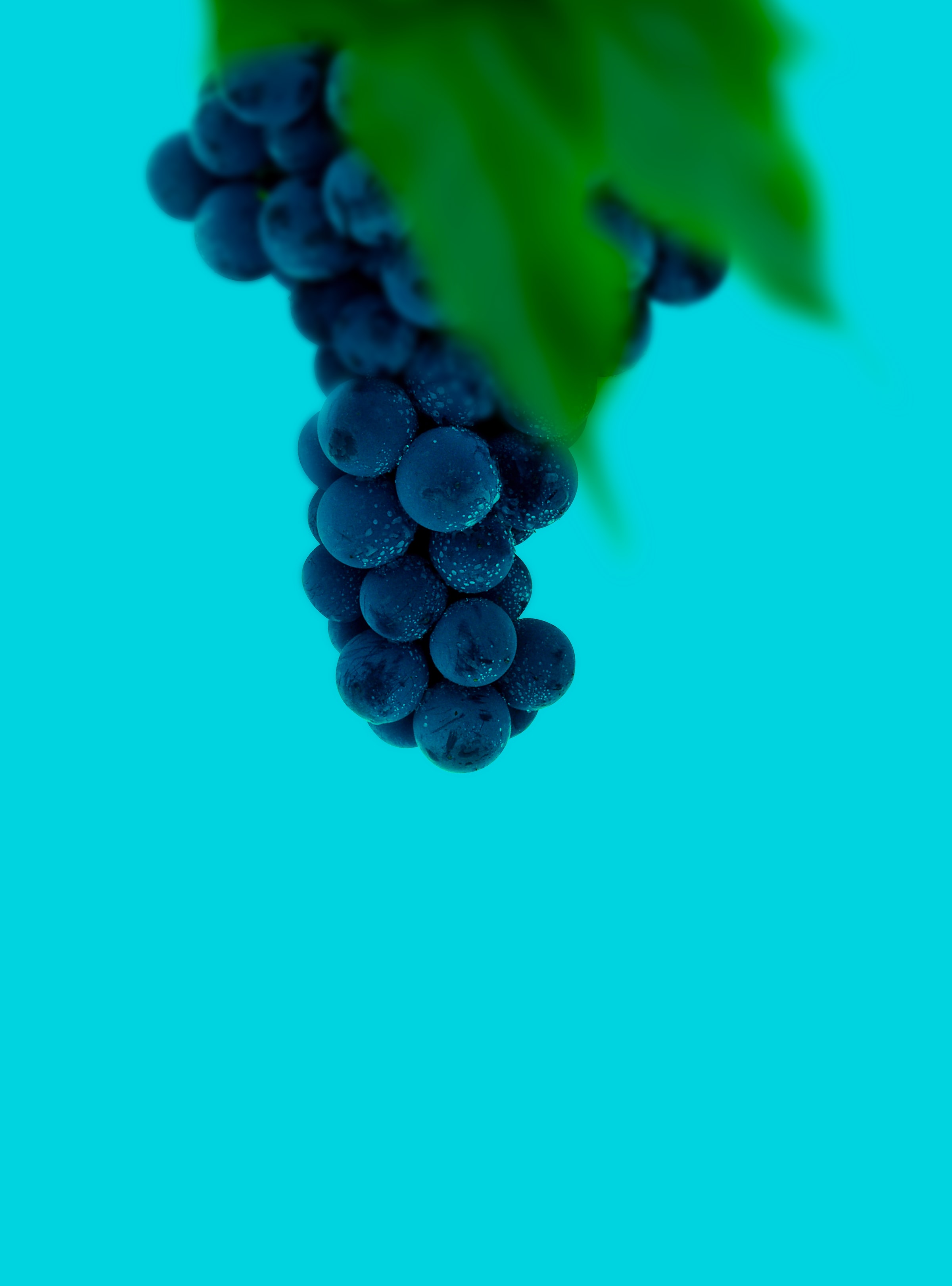 HD desktop wallpaper: Berries, Macro