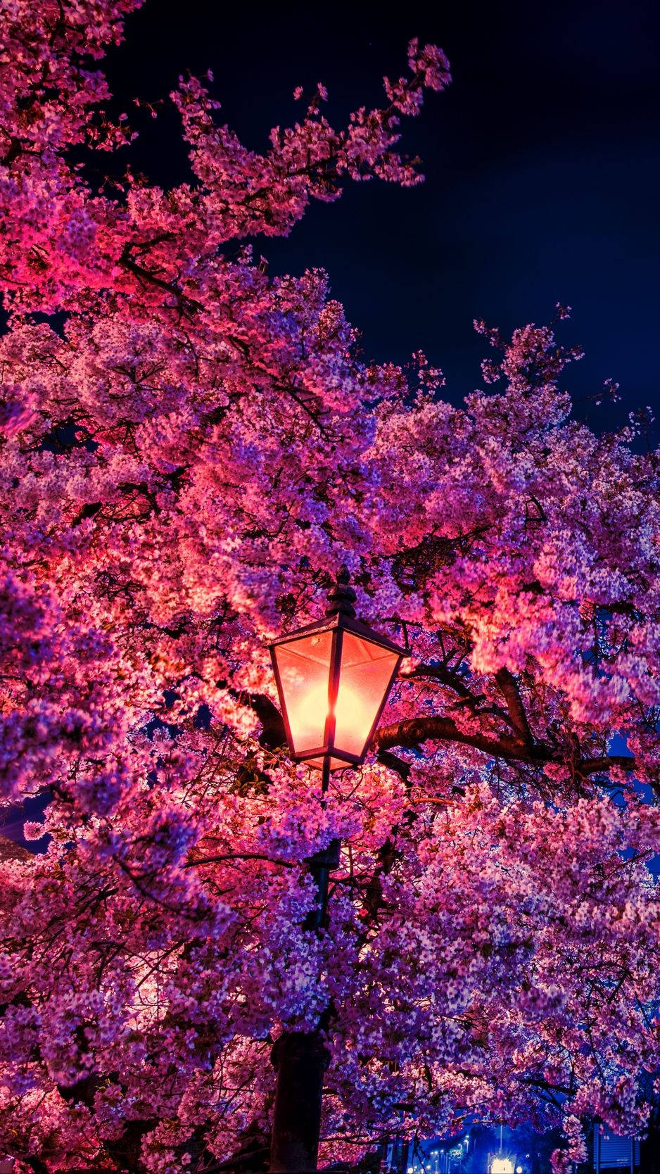 Download Sakura Wallpaper