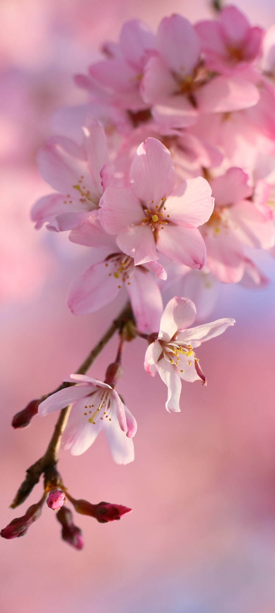 Spring, Cherry Blossom, Sakura Blossom