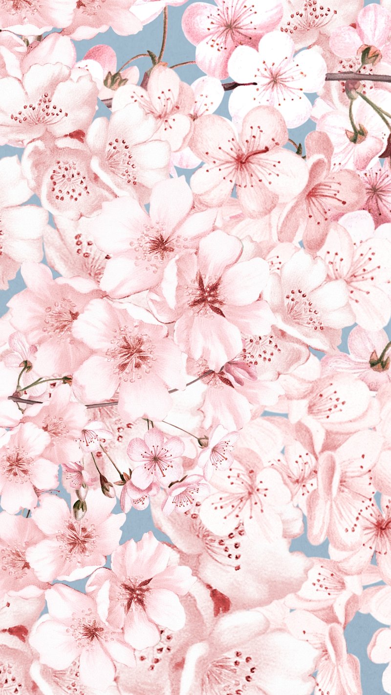 Cherry blossom flowers phone wallpaper