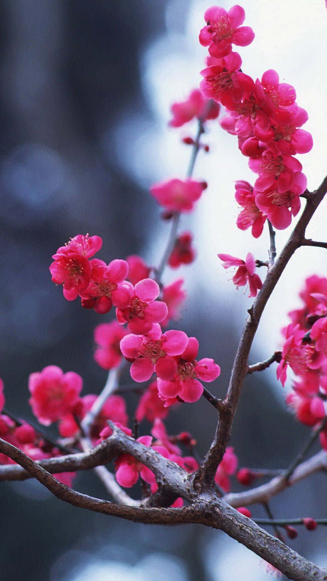 Dark Cherry Blossom Wallpaper