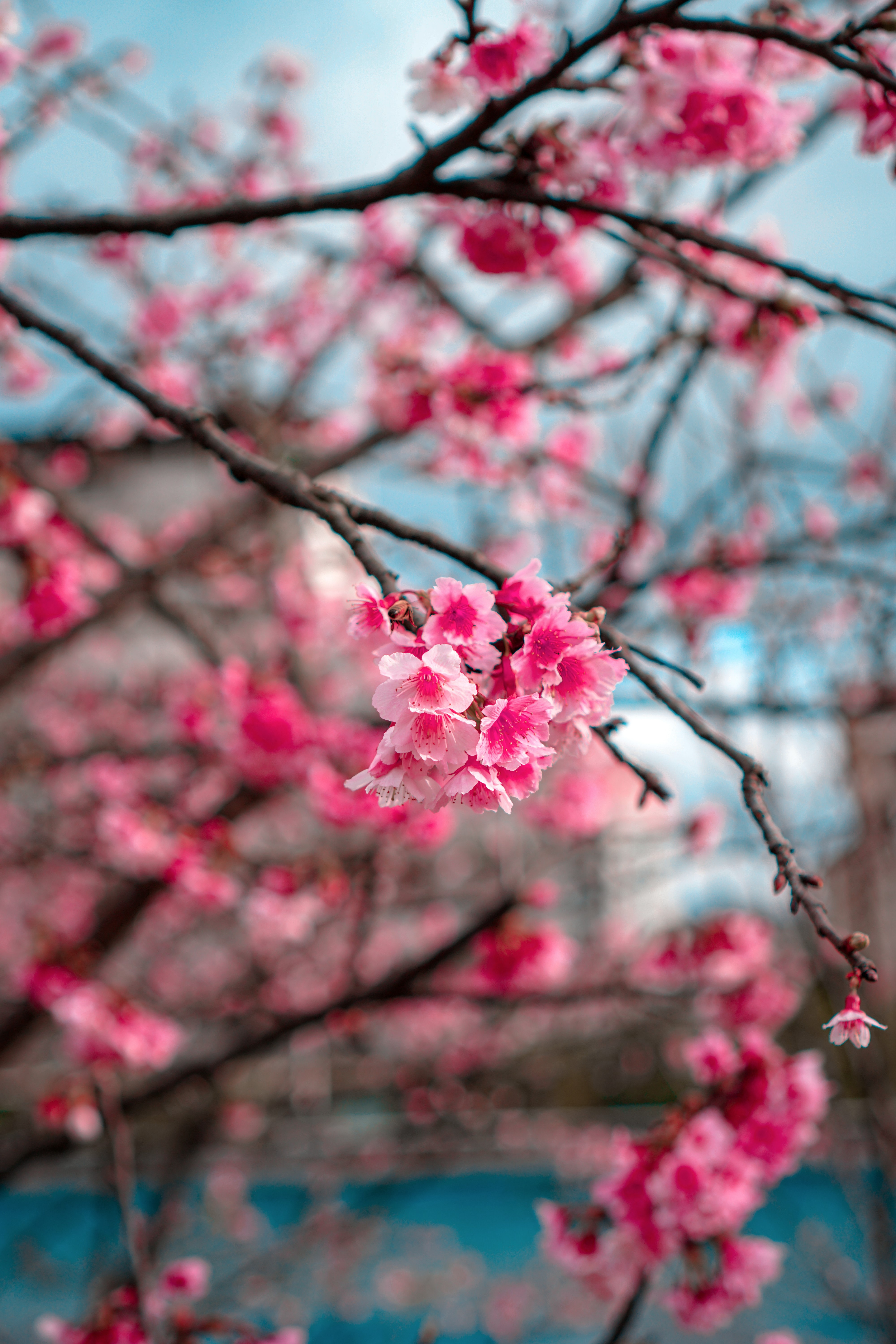 Download Sakura wallpaper for mobile