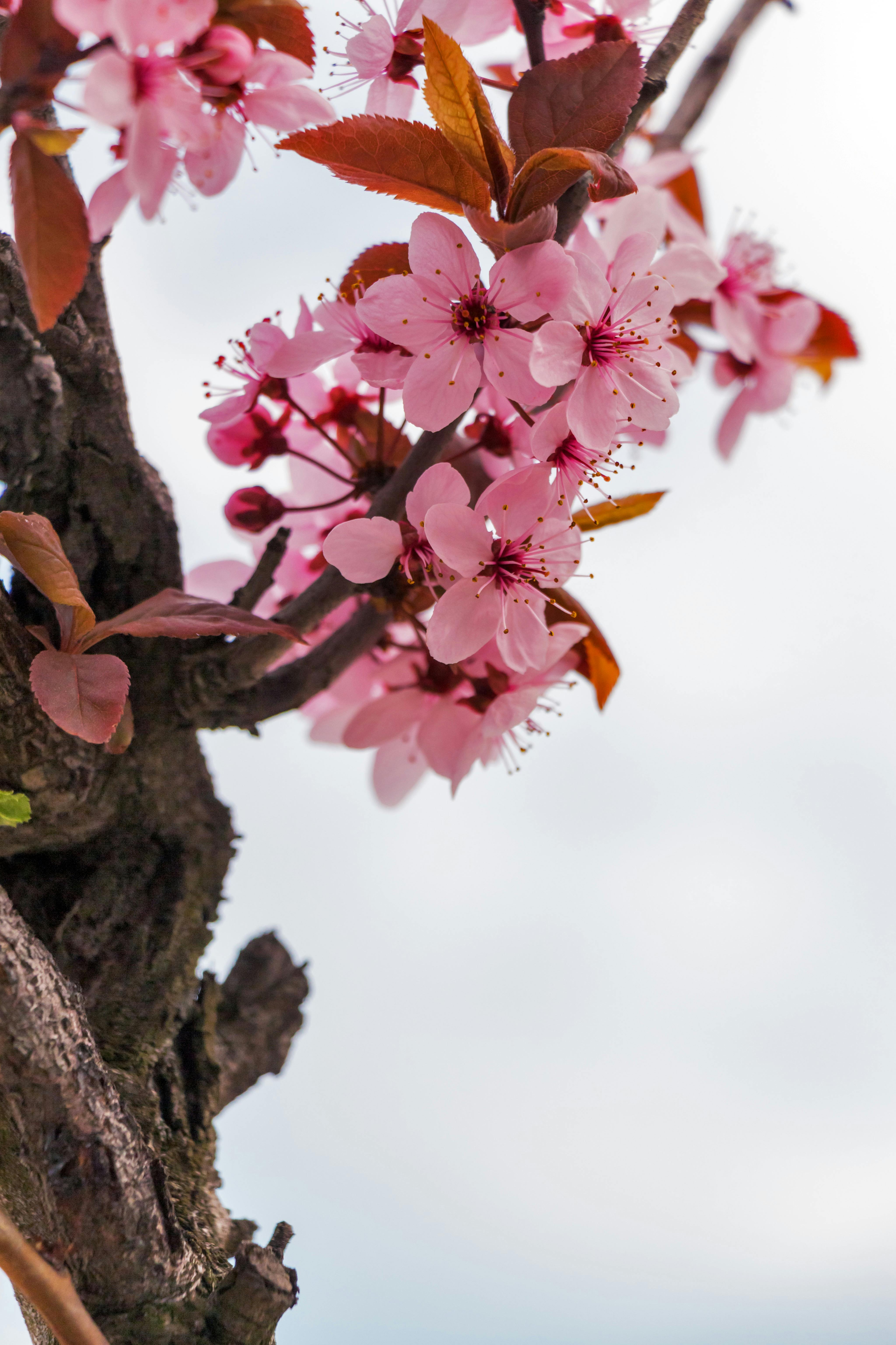 Cherry Blossom Wallpaper Photo