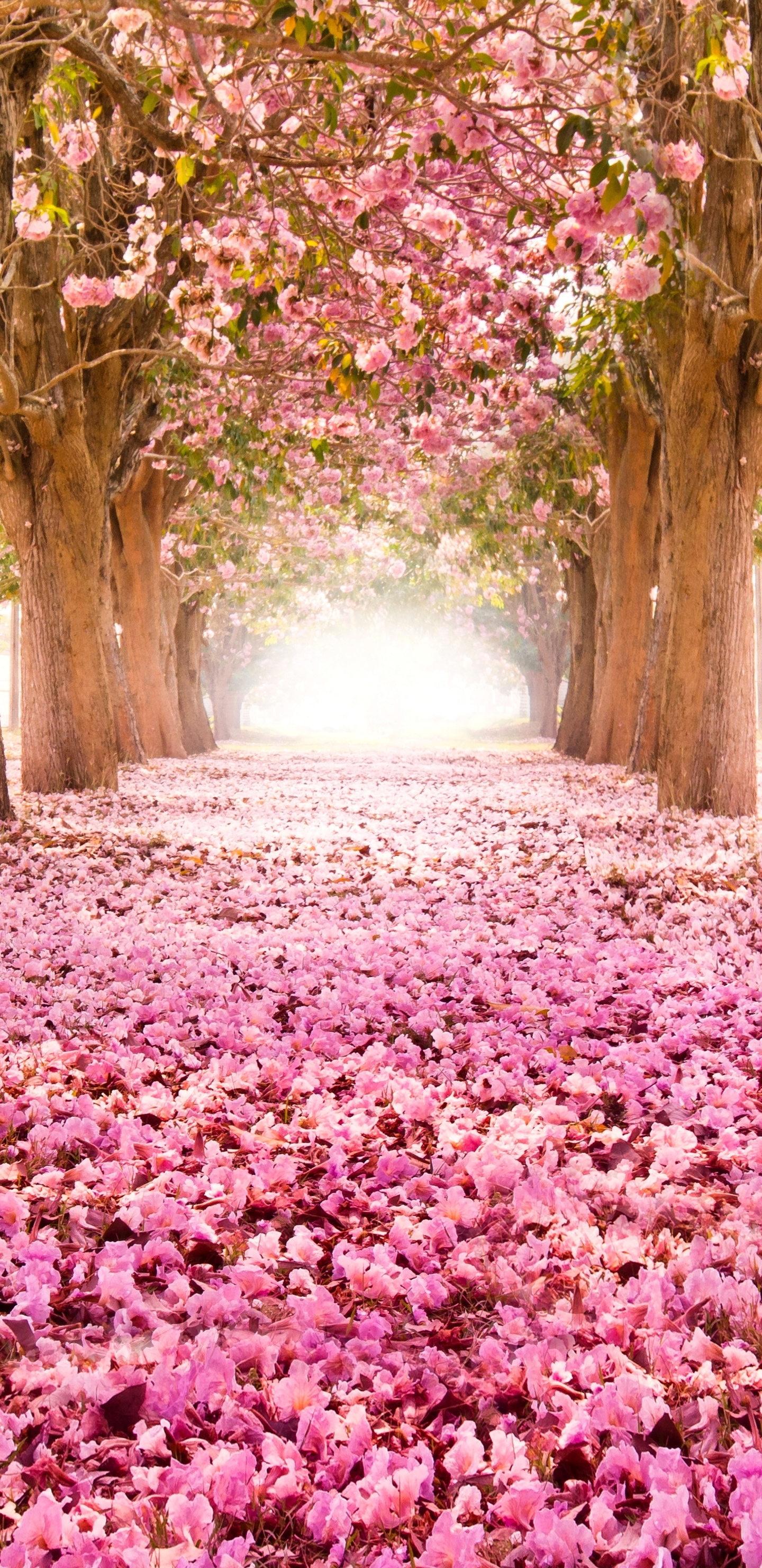 Download Sakura wallpaper for mobile