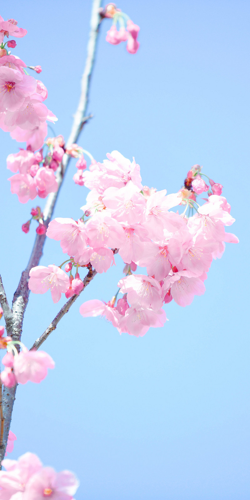 Spring Cherry Blossom Sakura Vertical