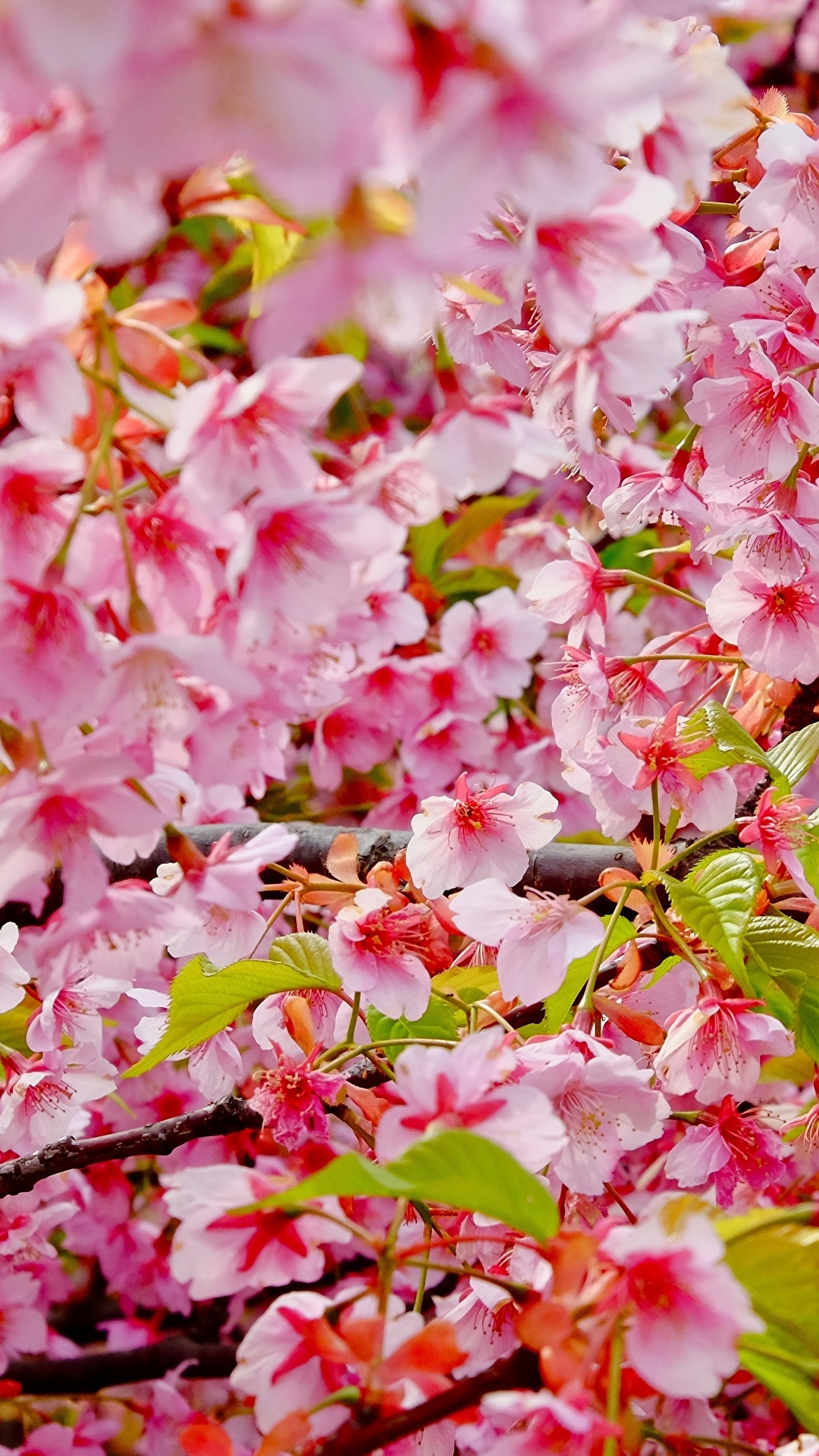 Photos Sakura flower Branches Closeup