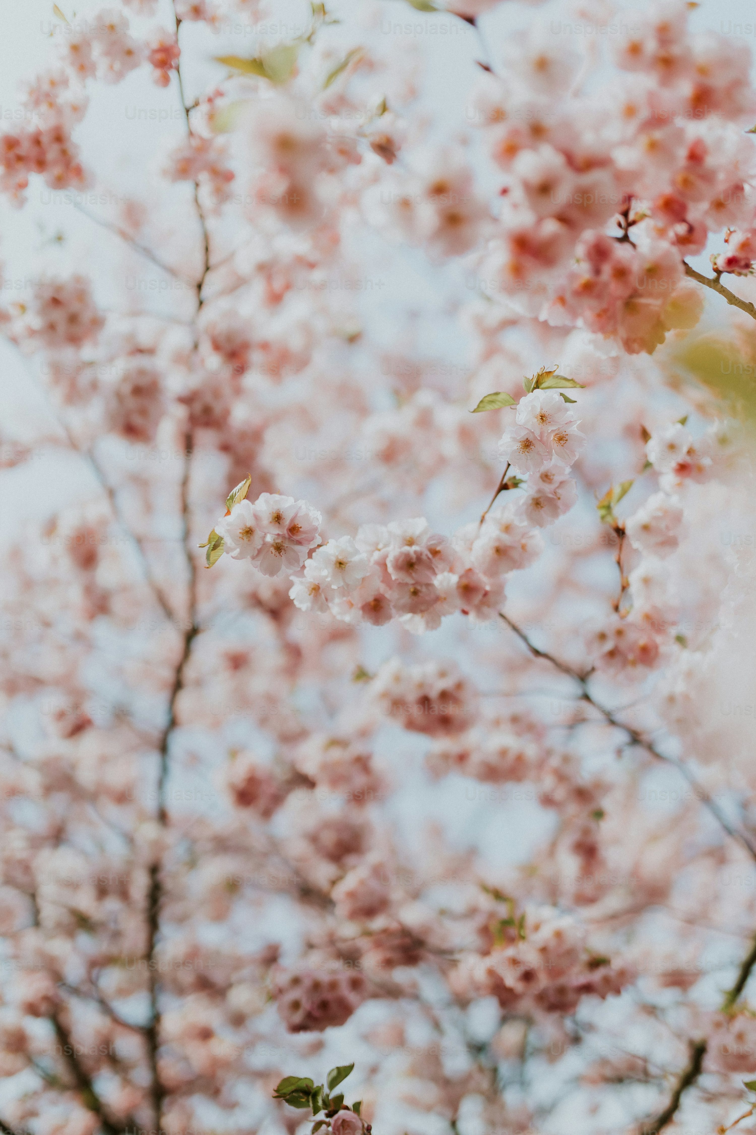 Sakura Flower Picture. Download