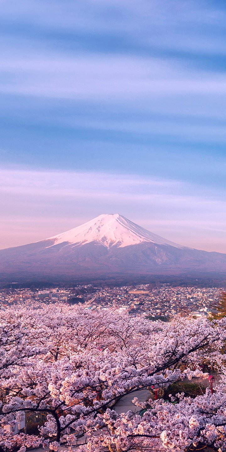 Sakura Flower Japan Nature Mount Fuji