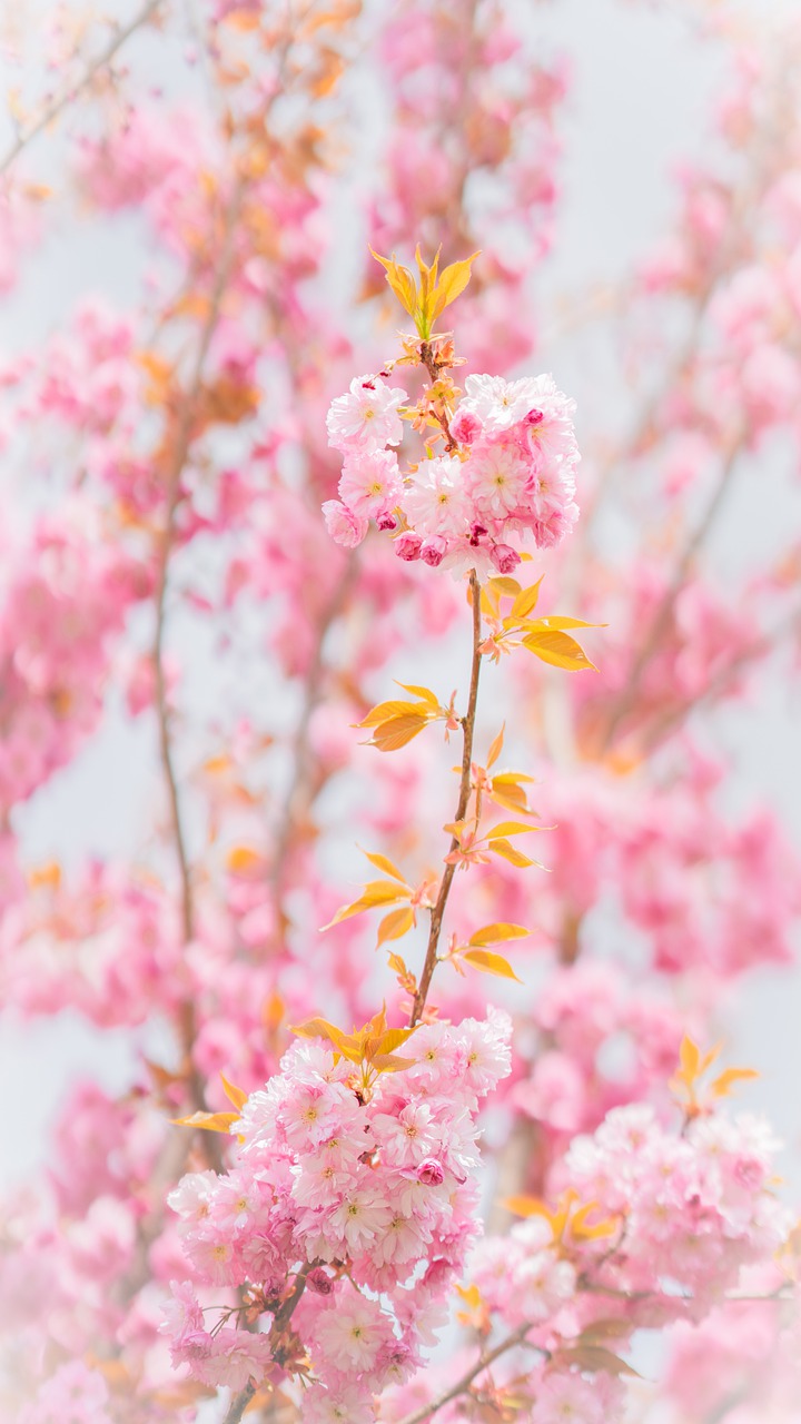 Flowers Cherry Blossoms Sakura
