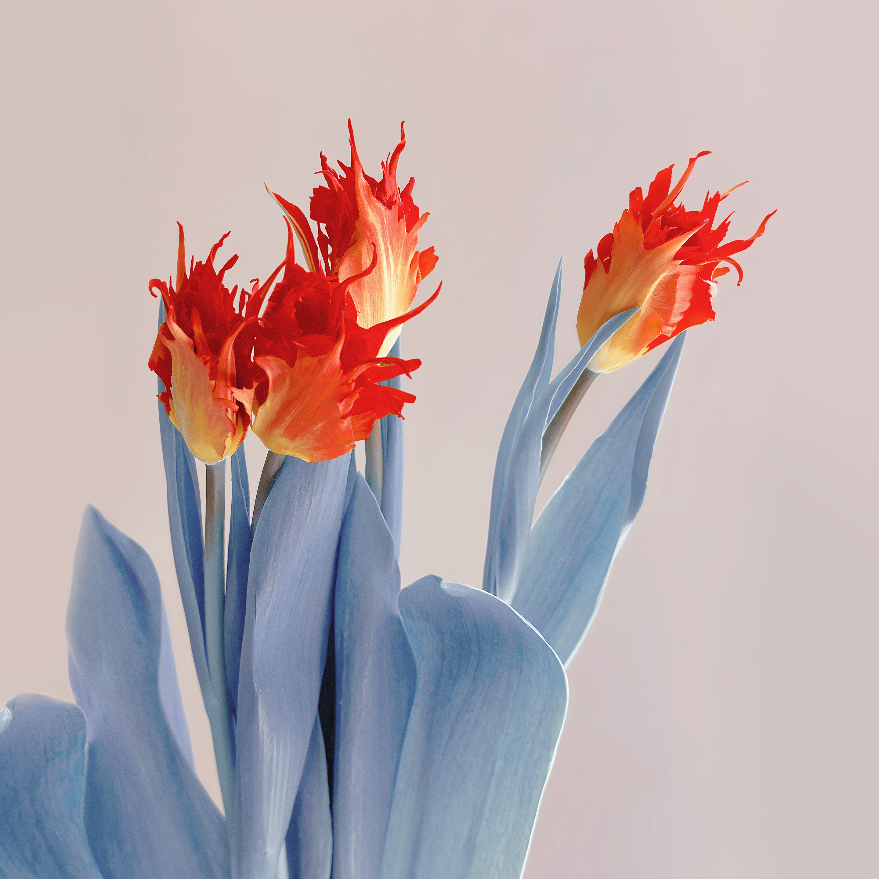 Xiaomi Mix Fold 4 wallpaper