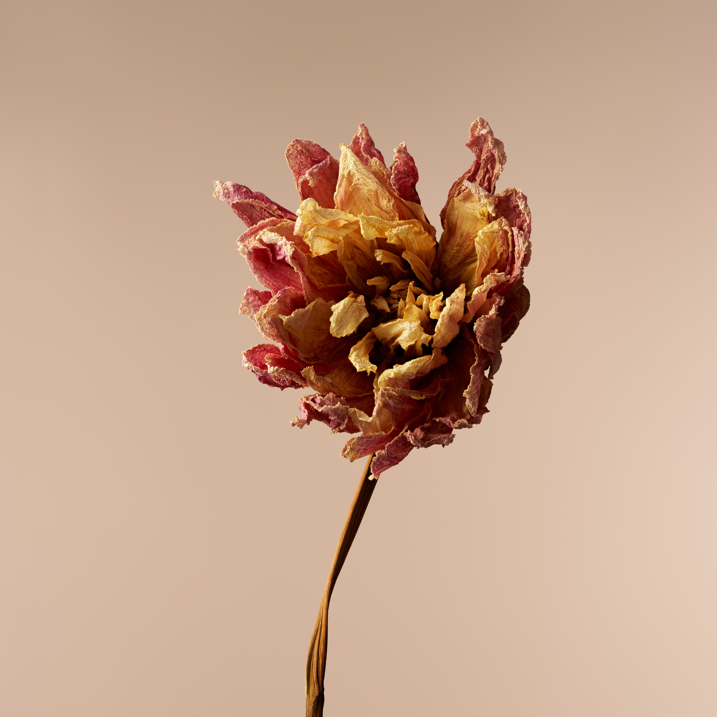 Xiaomi Mix Fold 4 wallpaper