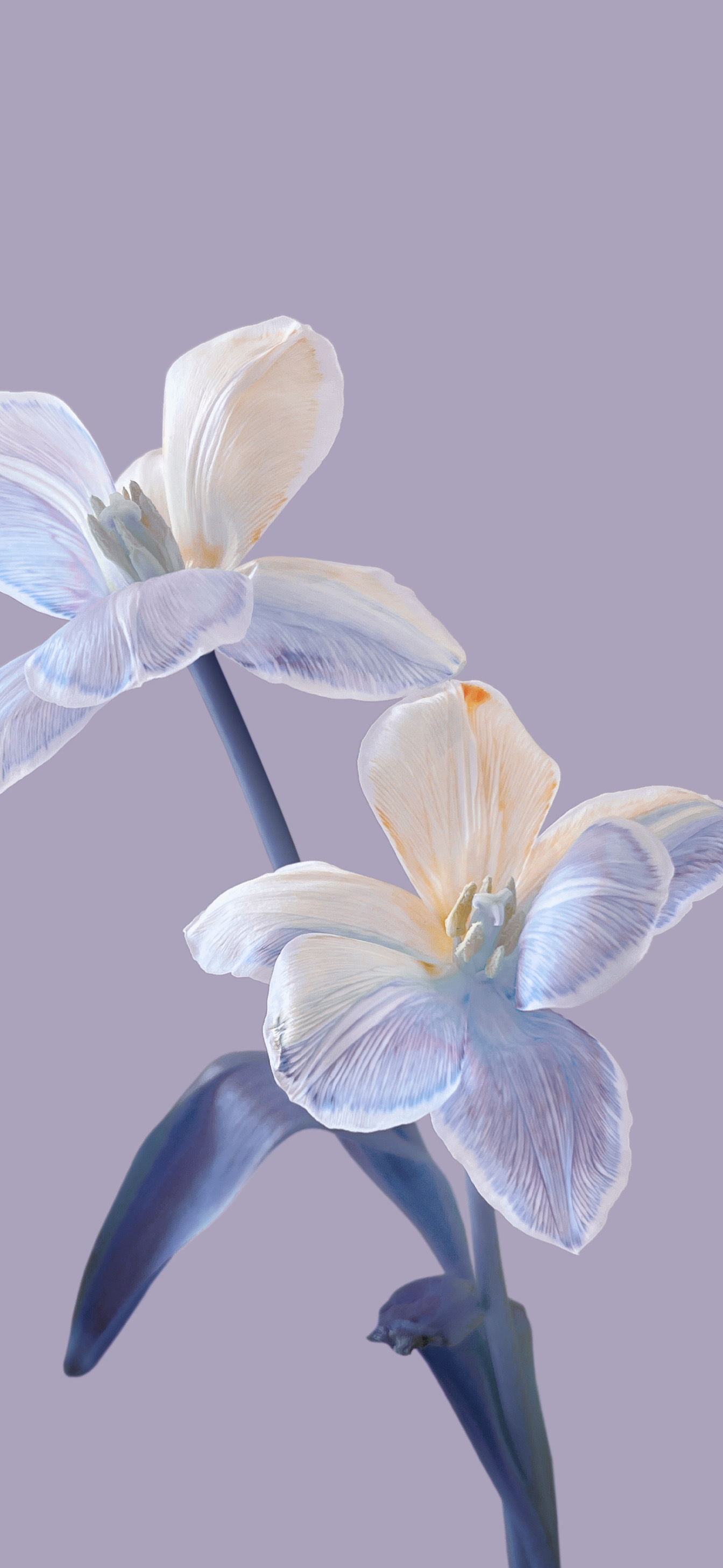 Xiaomi Mix Flip wallpaper