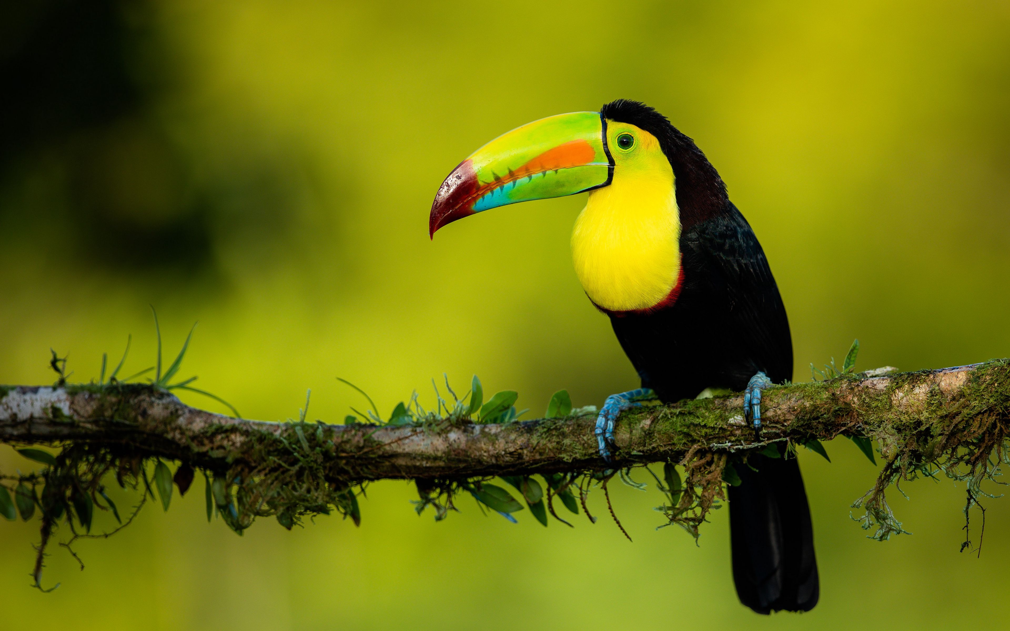 Bird Animal Toucan 4k Ultra HD Wallpaper