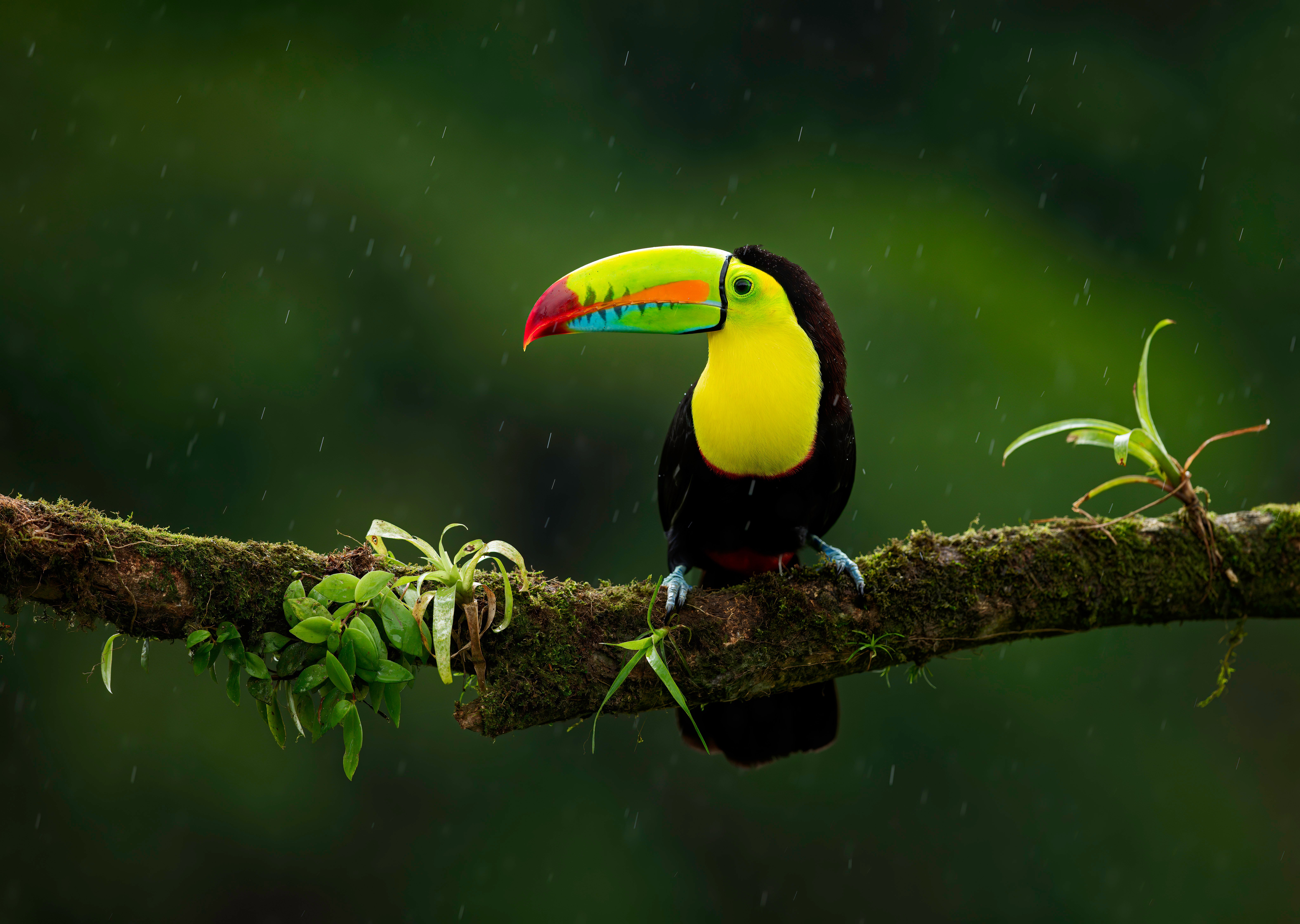 Download Bird Animal Toucan 4k Ultra HD