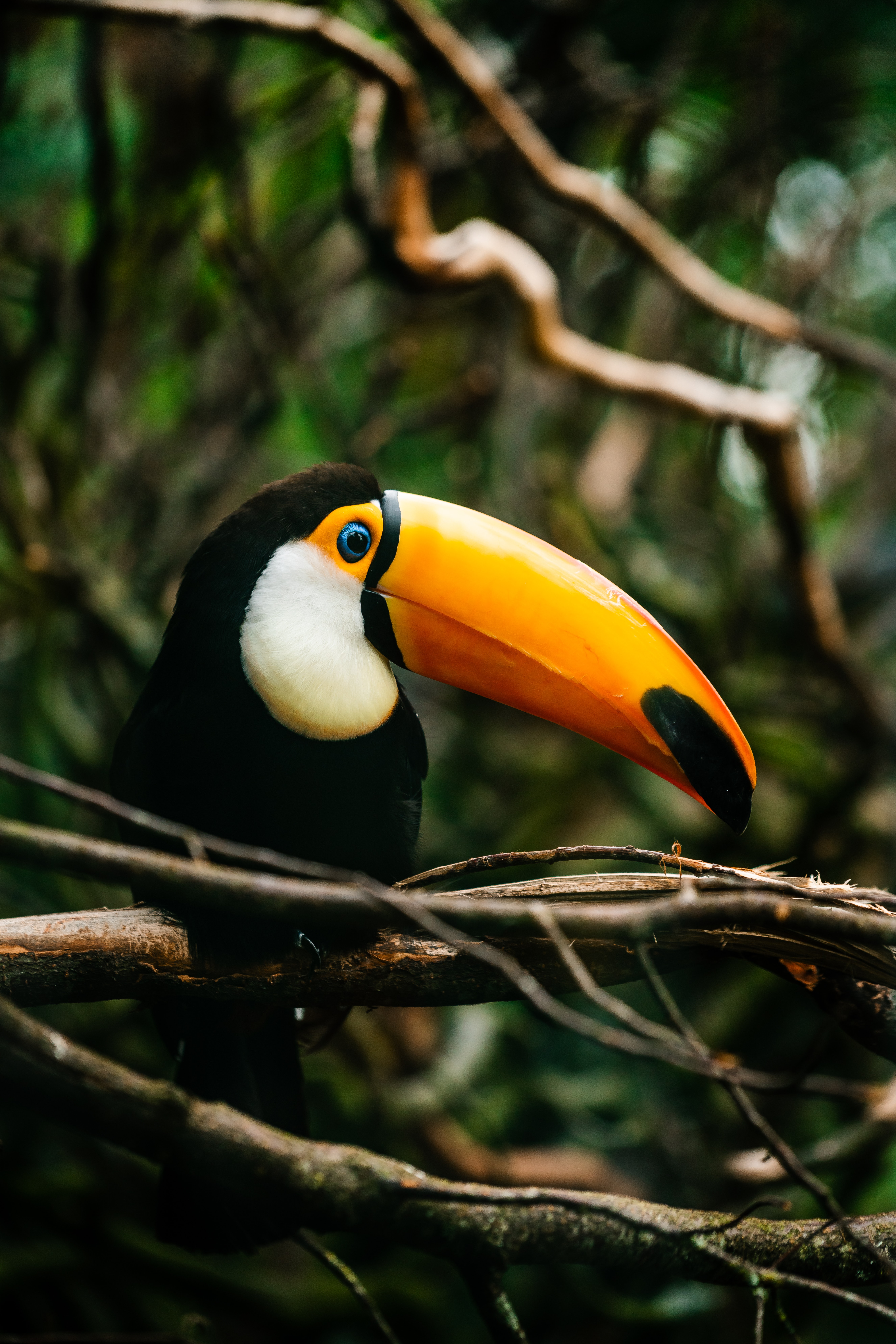 Download Toucan wallpaper for mobile