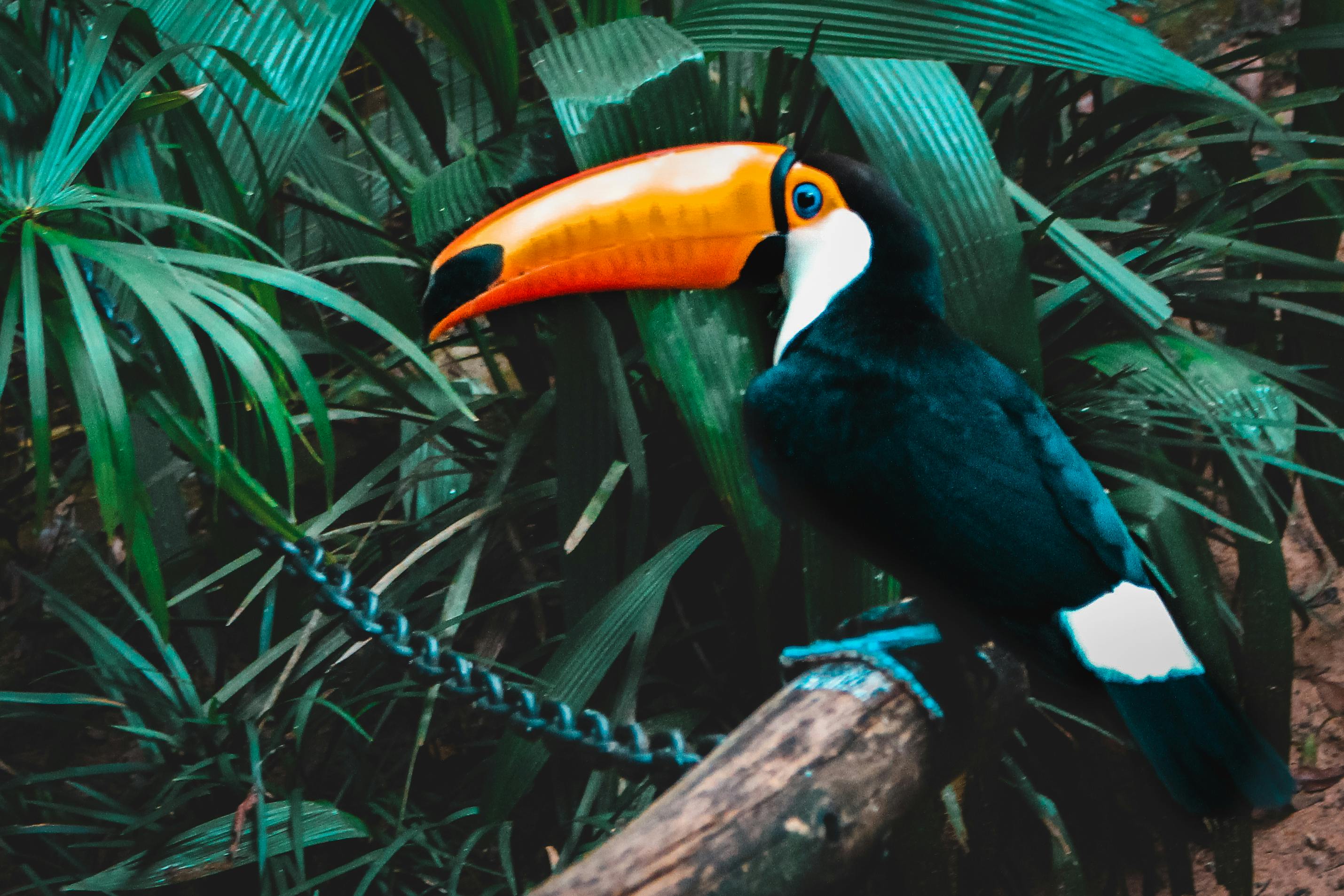 Toucan Photo, Download The BEST Free