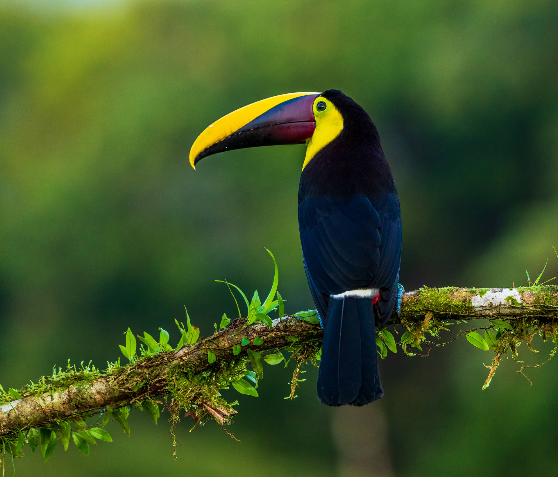 Black Toucan in Nature Wallpaper