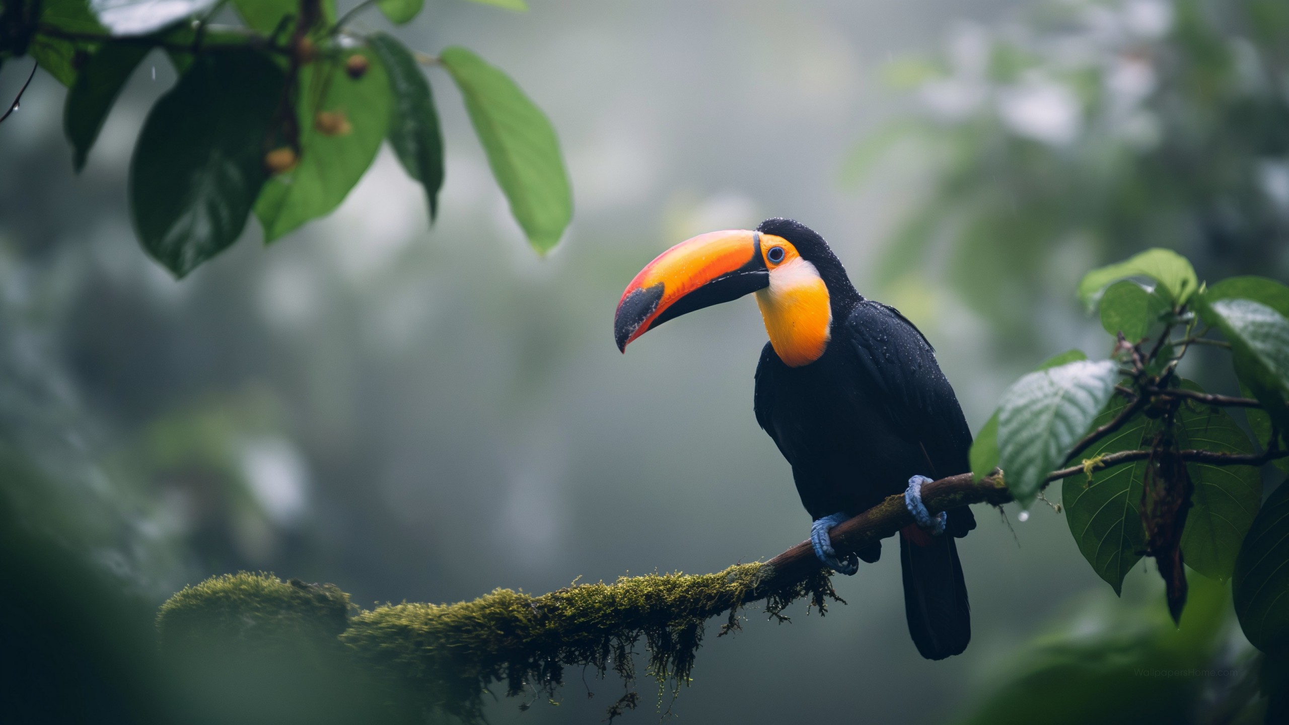 Toucan Wallpaper, 4k, Animals