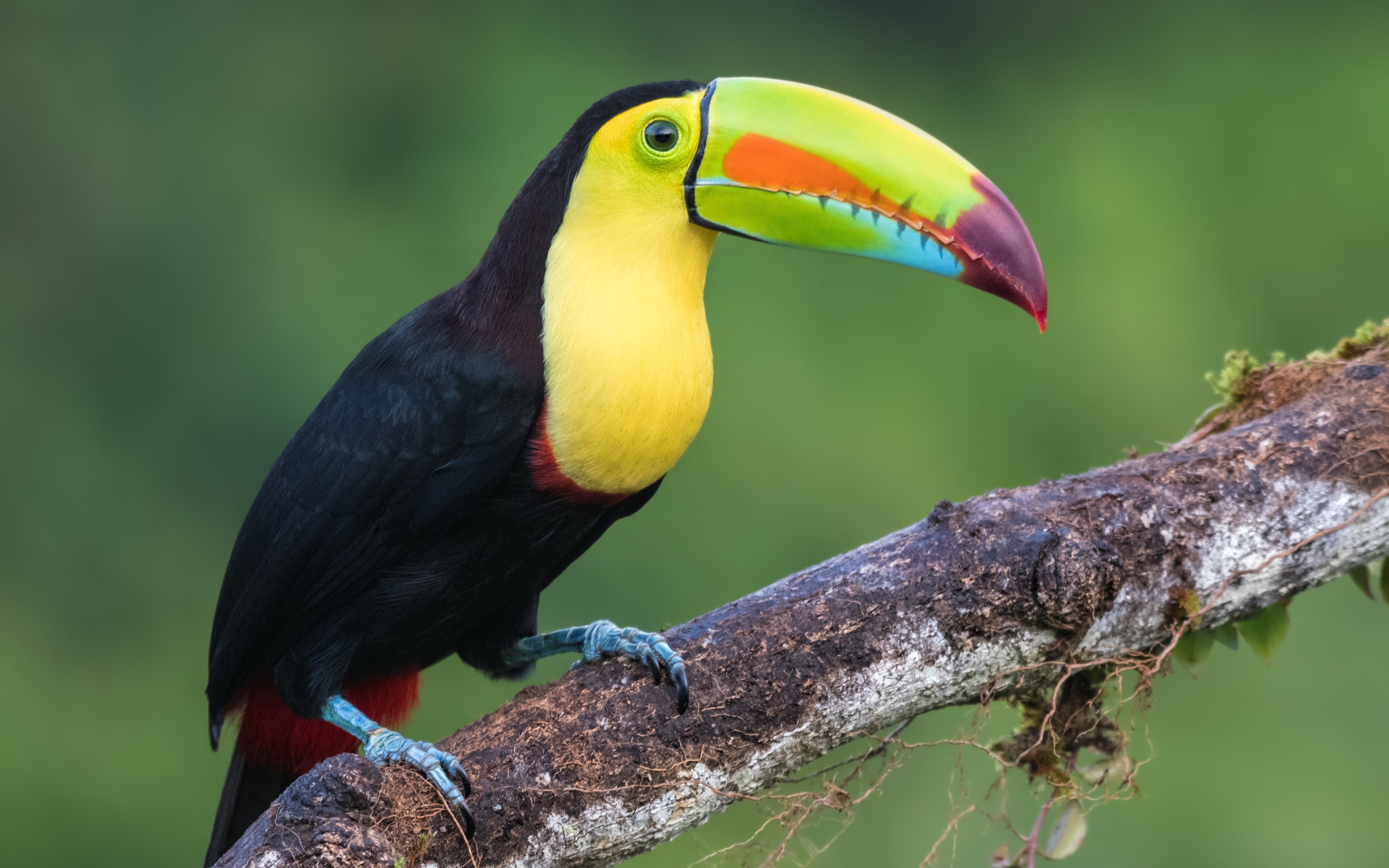 image Bird Ramphastidae Keel Billed