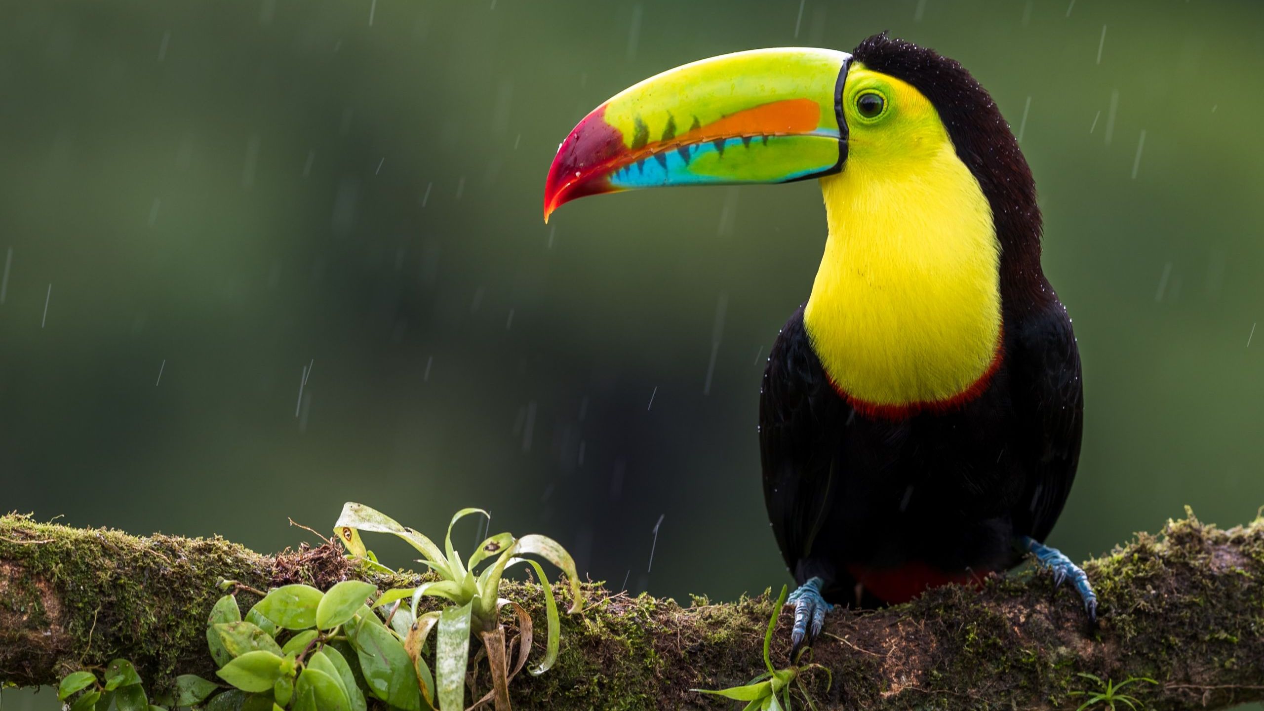 Toucan Fact Sheet. Blog