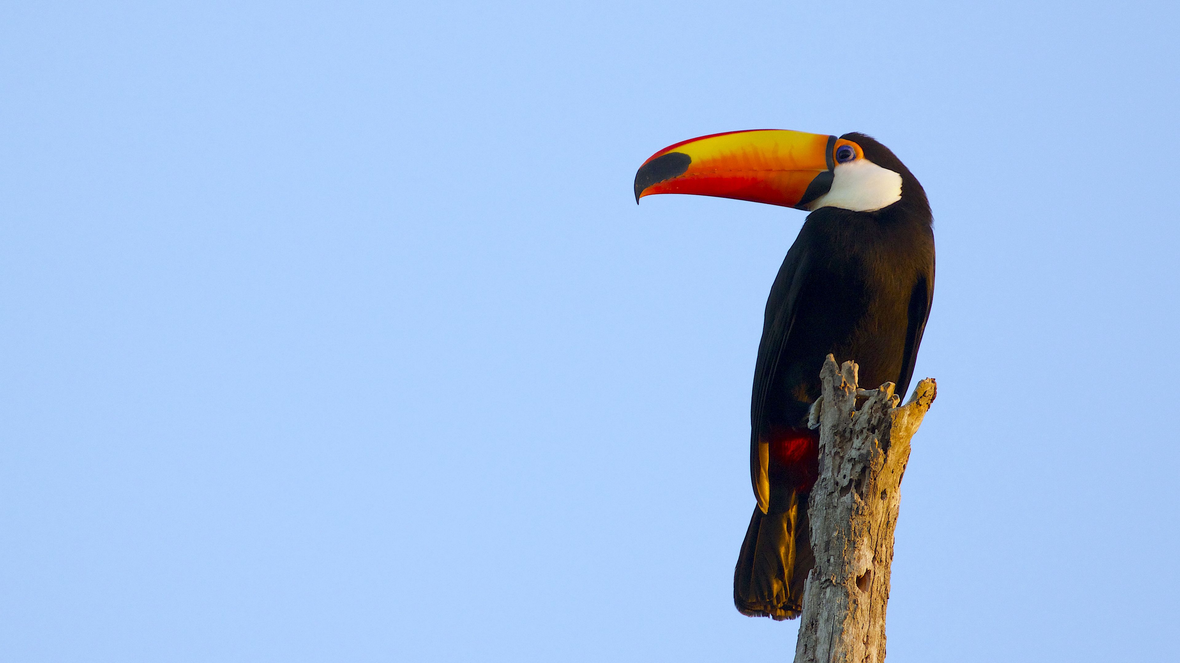 Download wallpaper 3840x2160 toucan
