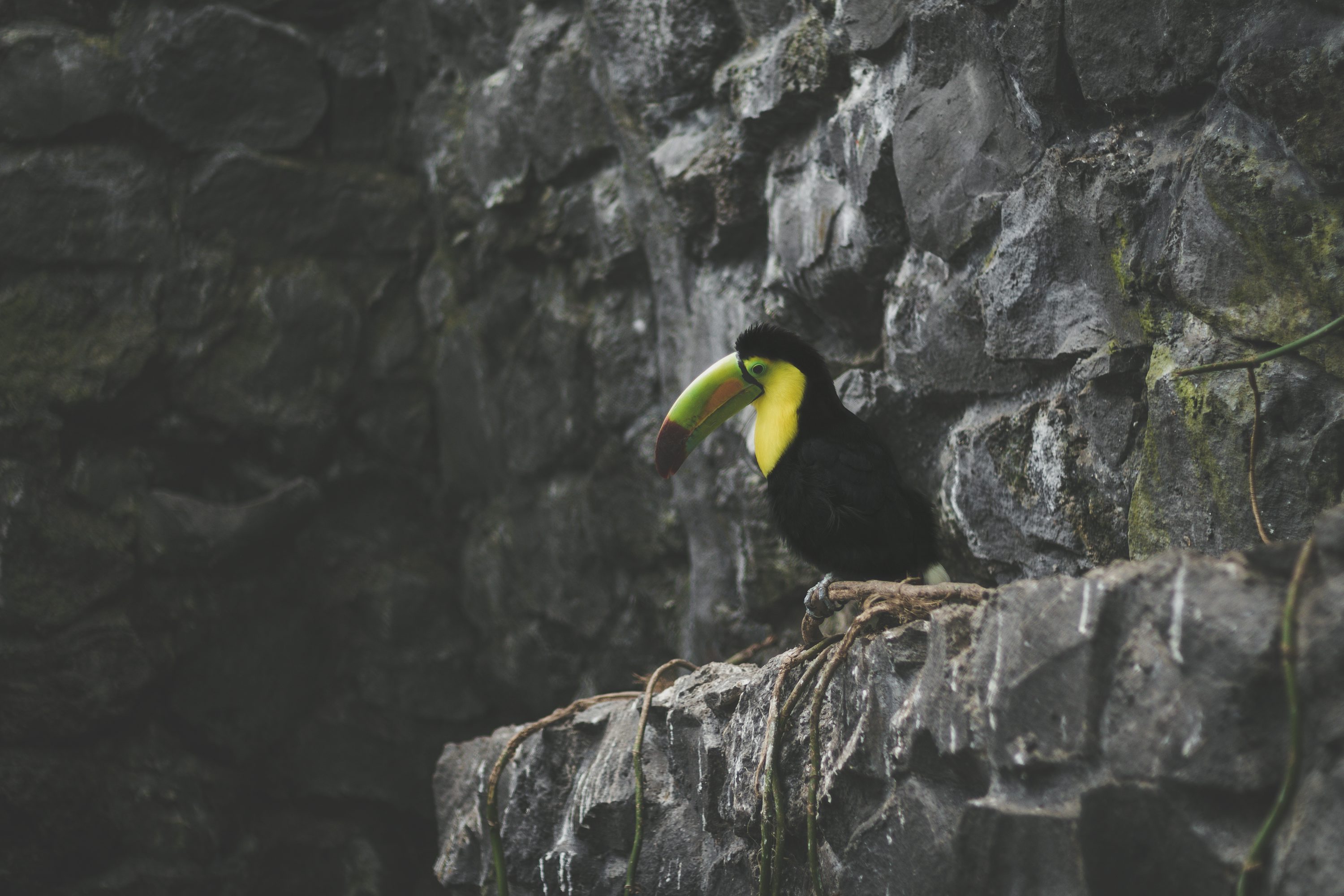 1K+ Toucan Picture. Download Free