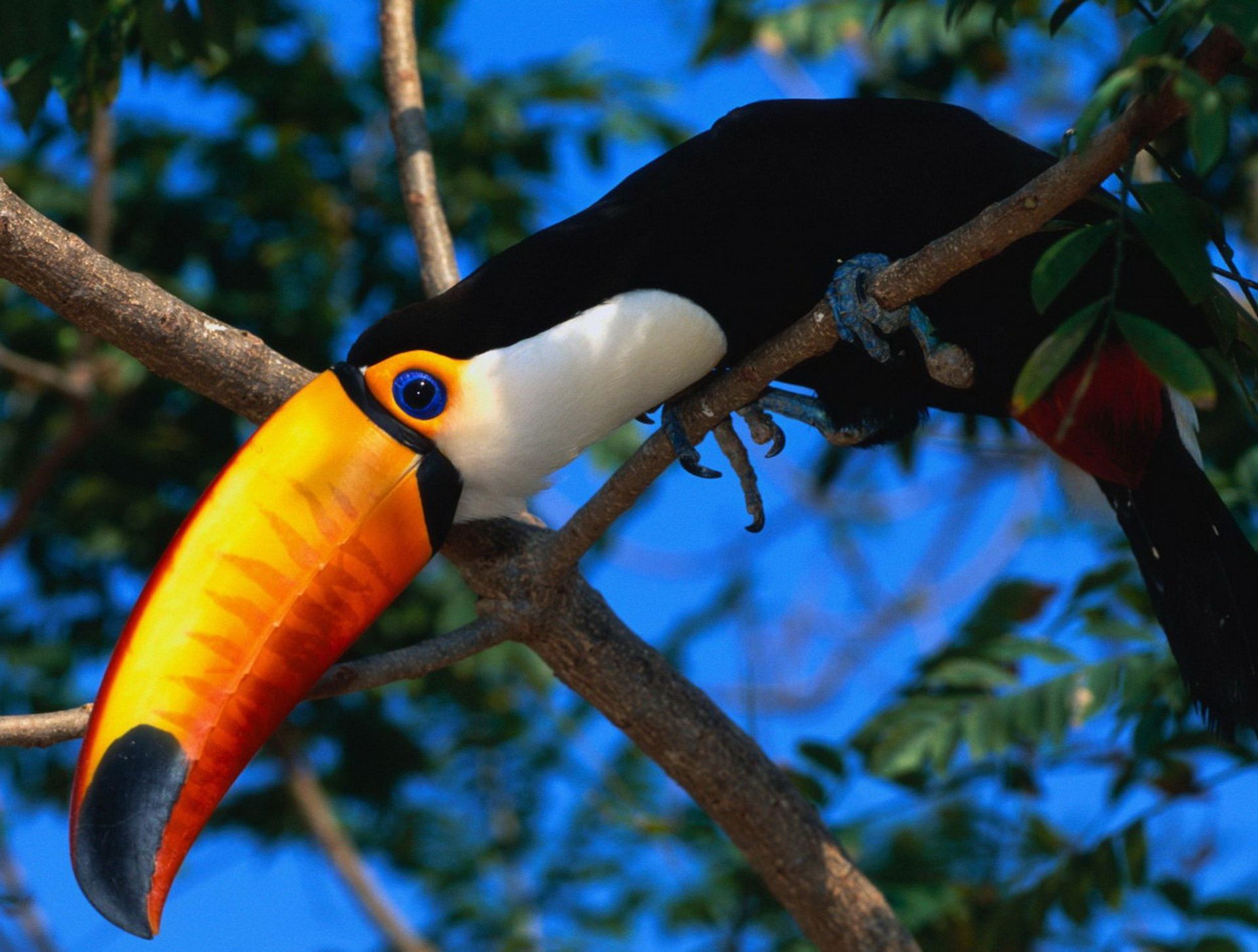 Toucan