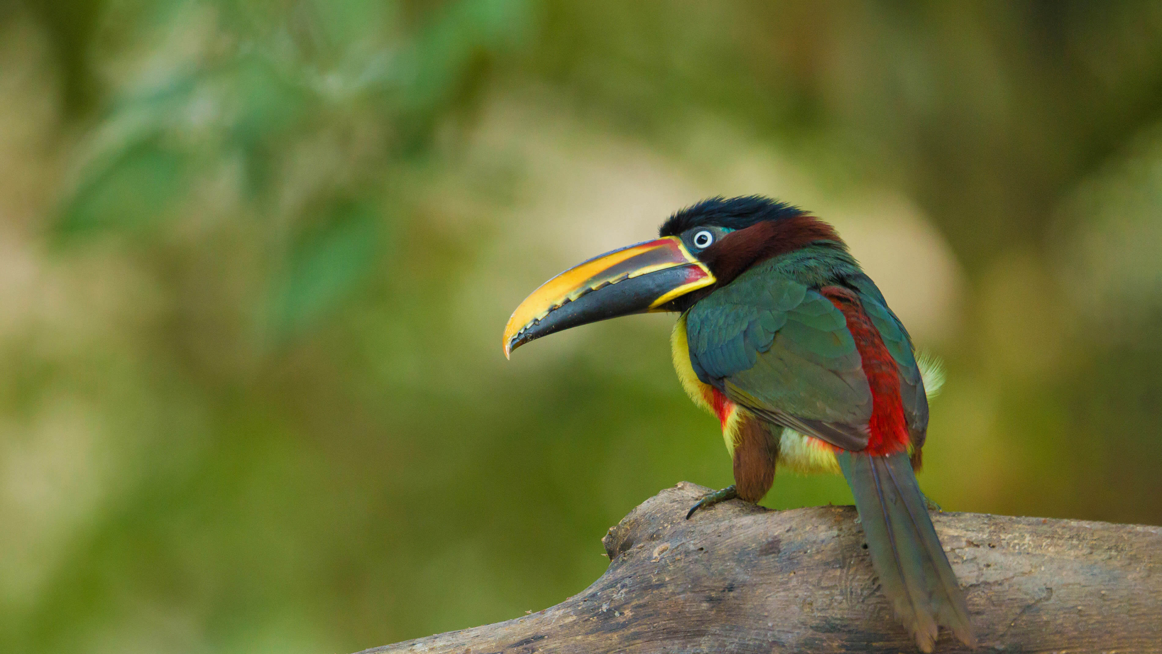 Toucan 4k Wallpaper, HD Birds Wallpaper