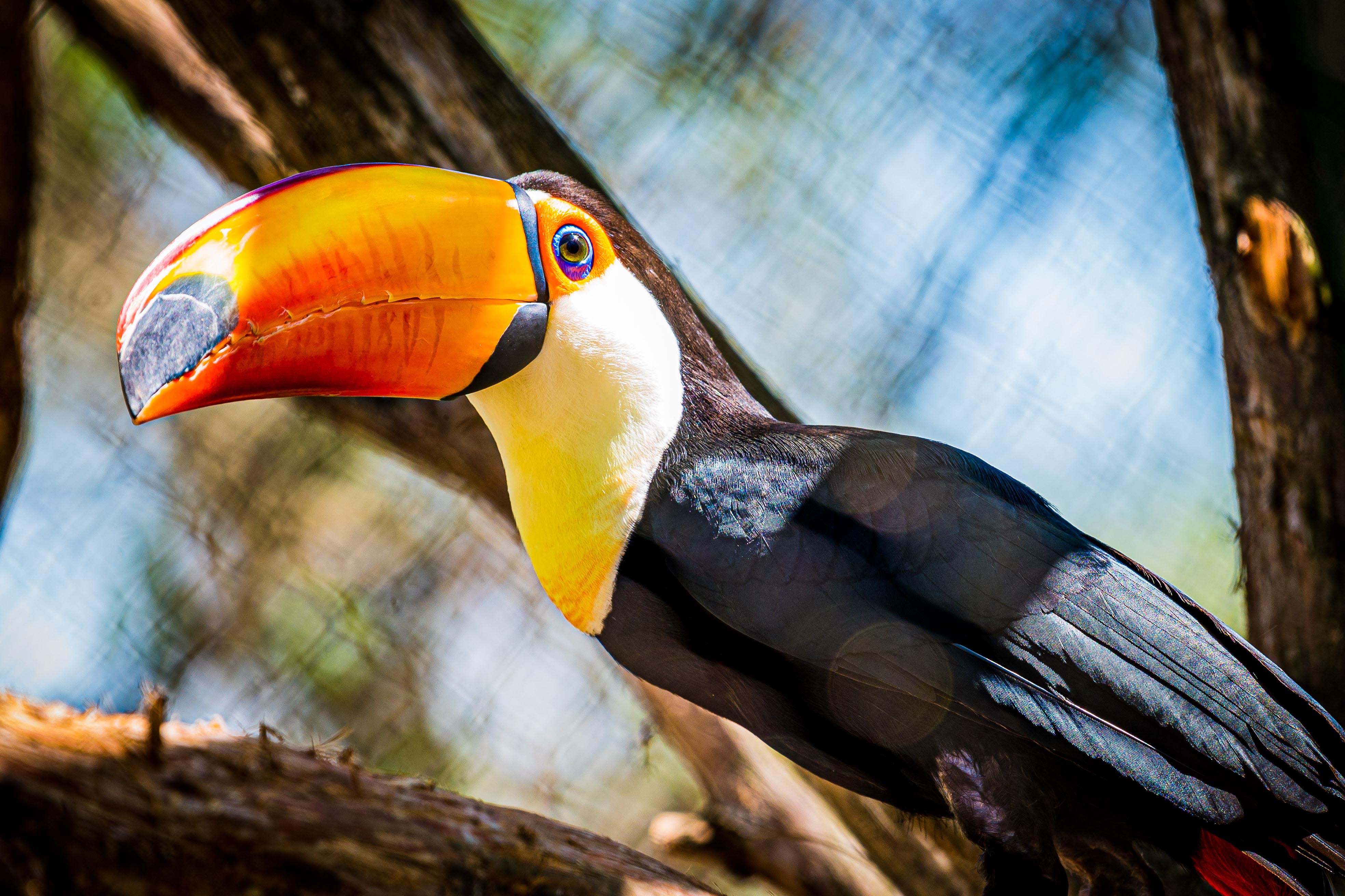Toucan species makes colorful debut at
