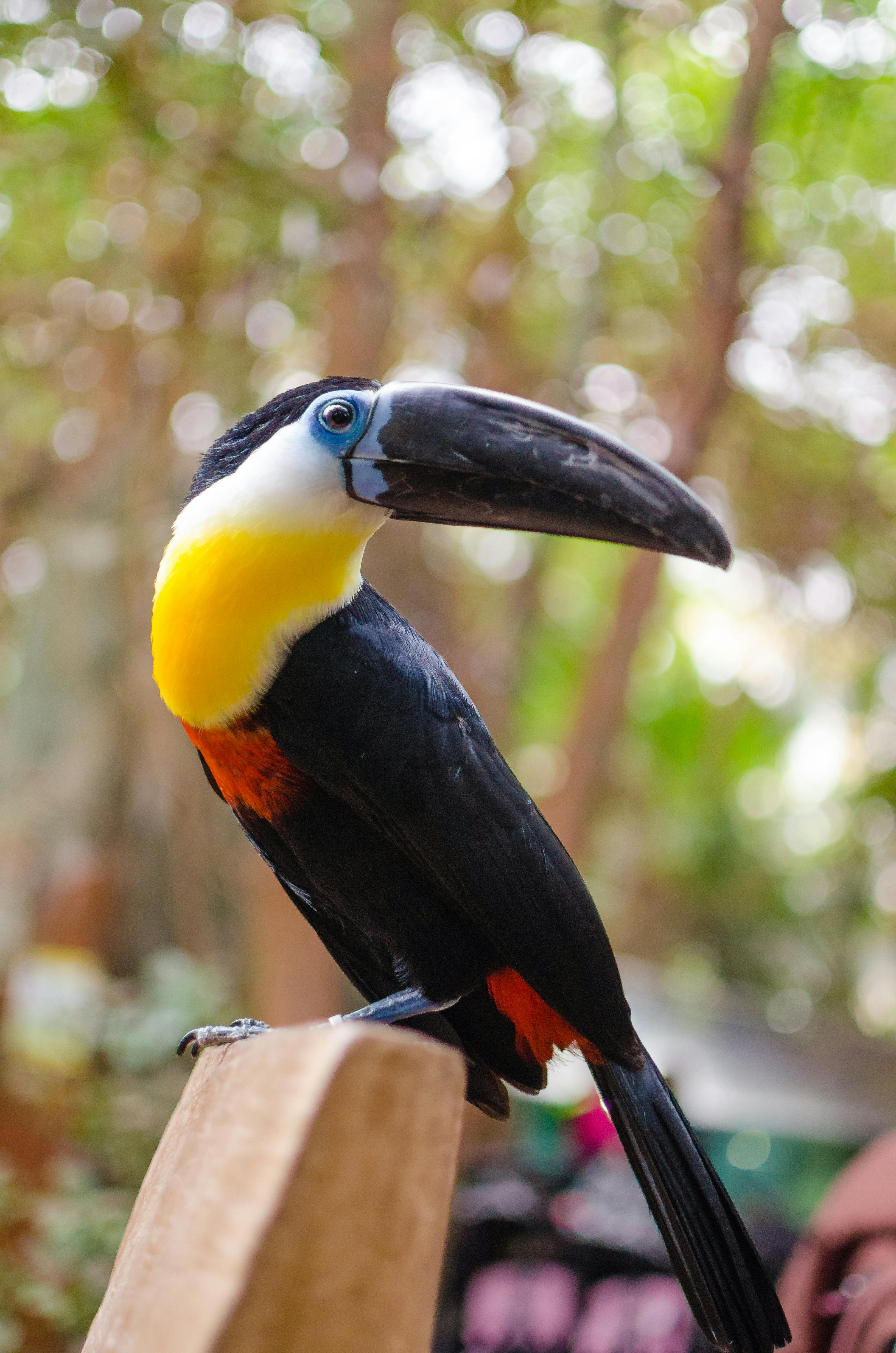 Toucan Photo, Download The BEST Free