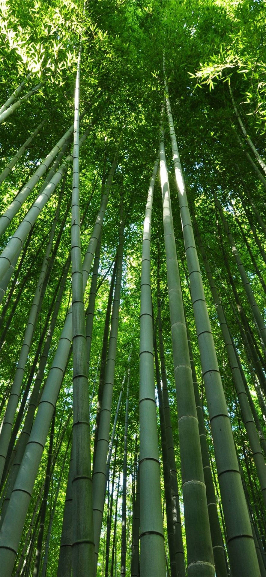 Download free Bamboo Culm And Leaves