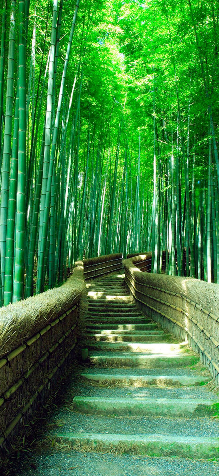 Download Green Bamboo Forest iPhone