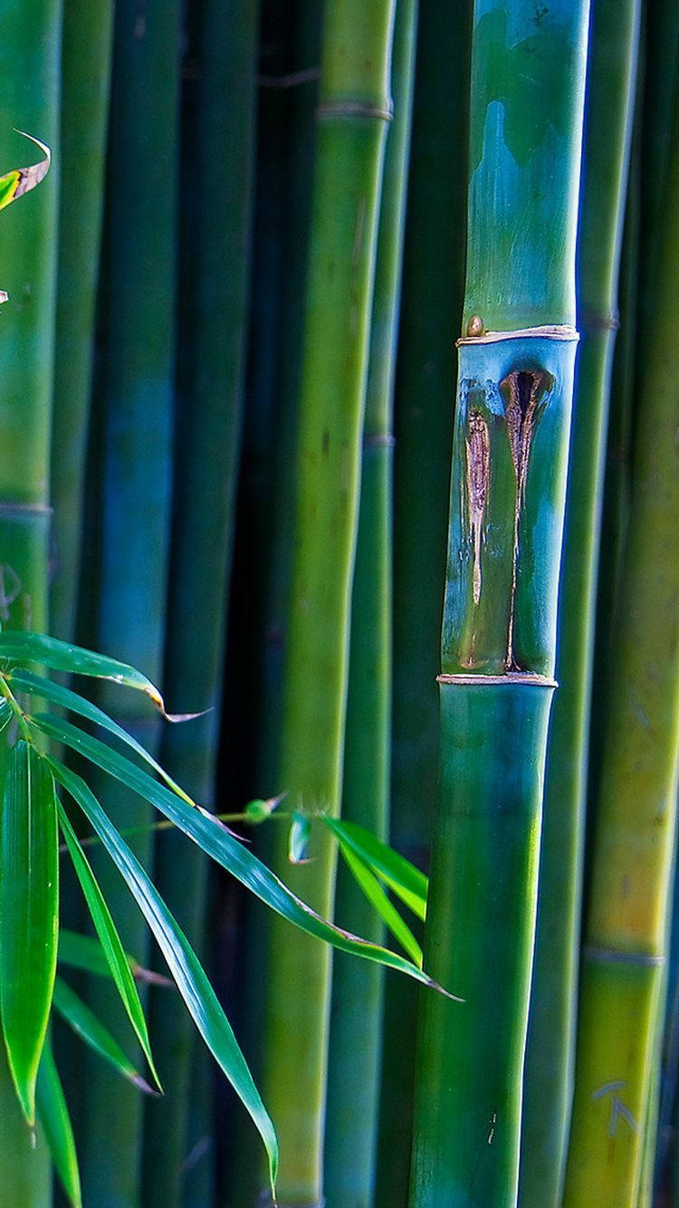 Download free Bamboo Forest iPhone